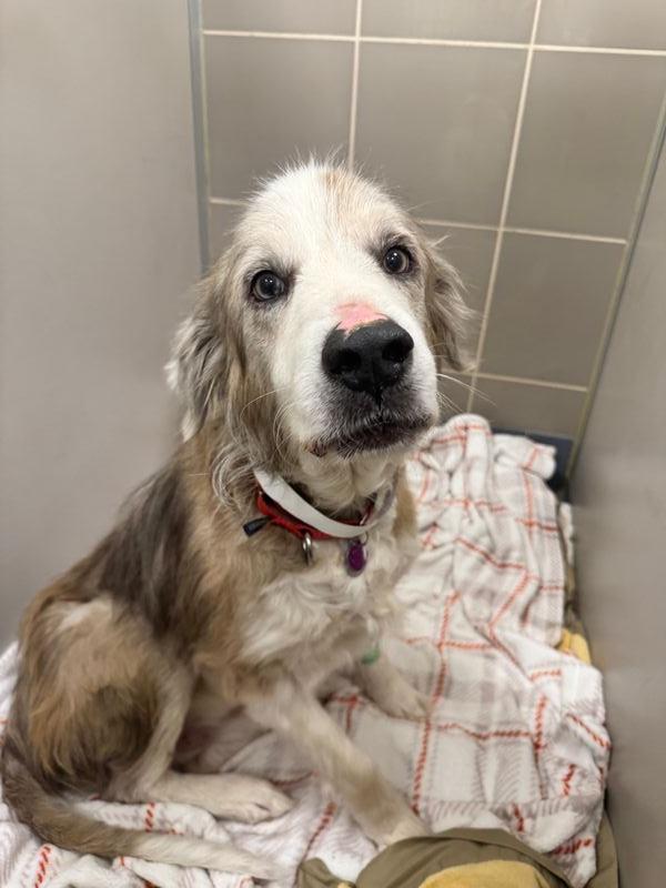 Hero, a Adoptable mixed breed in Waterville, OH image 5/5