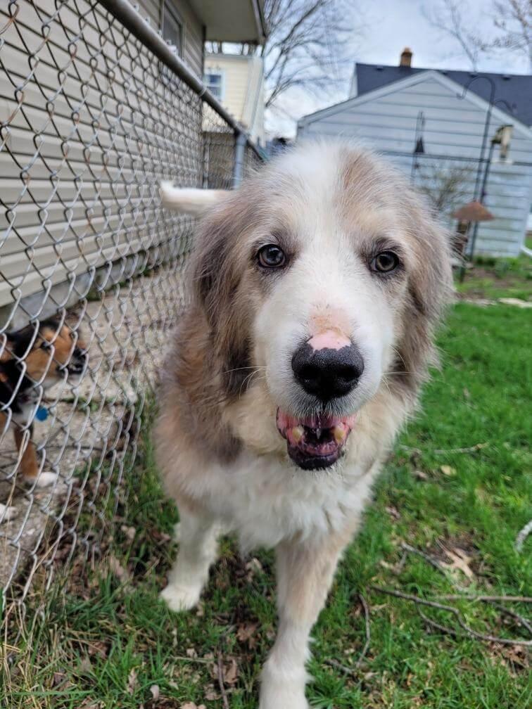 Hero, Adoptable, Adult Male Great Pyrenees.