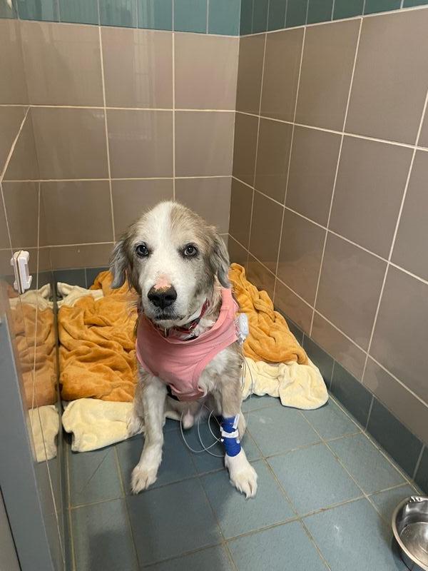 Hero, a Adoptable mixed breed in Waterville, OH image 4/5