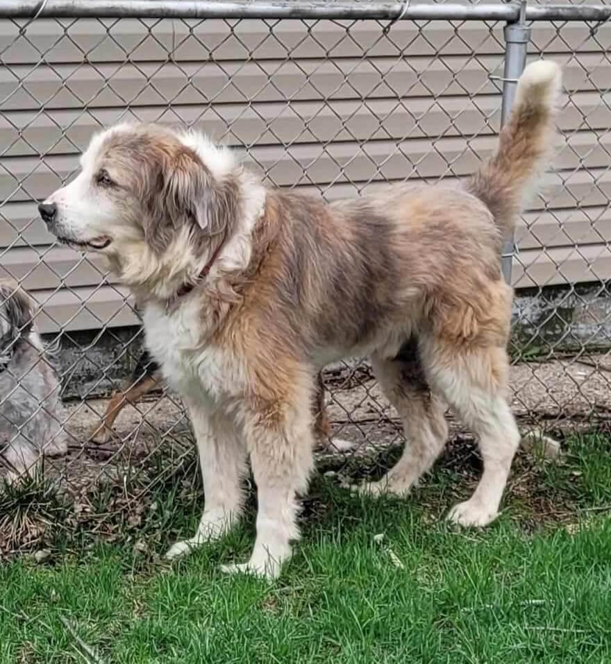 Enlarge Hero, a Adoptable mixed breed in Waterville, OH image 2/6