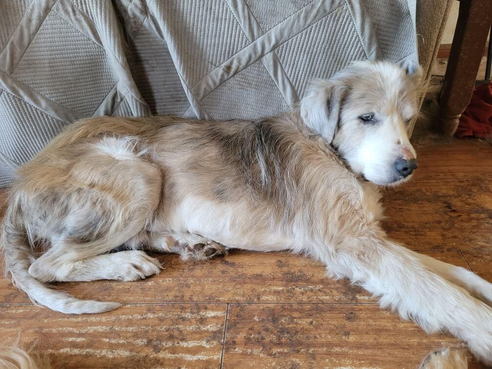 Hero, Adoptable, Adult Male Great Pyrenees.