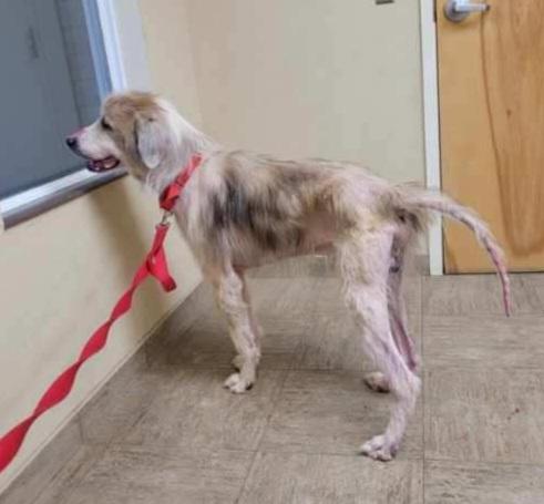 Hero, a Adoptable mixed breed in Waterville, OH image 1/3