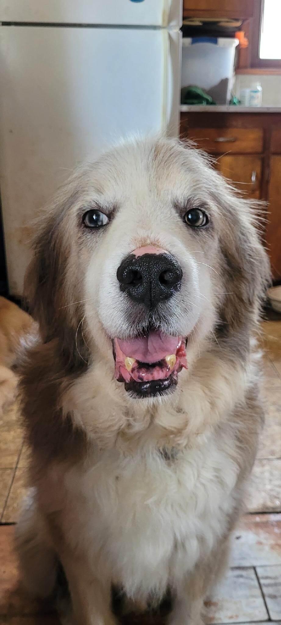 Enlarge Hero, a Adoptable mixed breed in Waterville, OH image 6/6