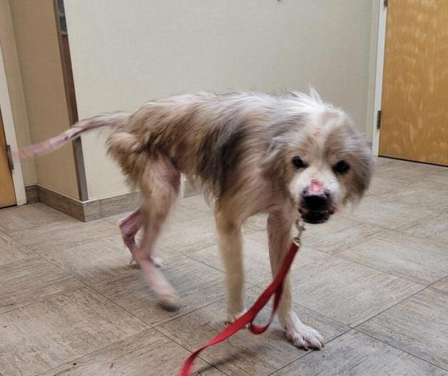 Hero, a Adoptable mixed breed in Waterville, OH image 3/3