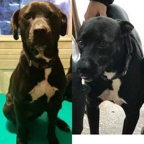 darby, Adoptable, Young Female Pit Bull Terrier & Border Collie.