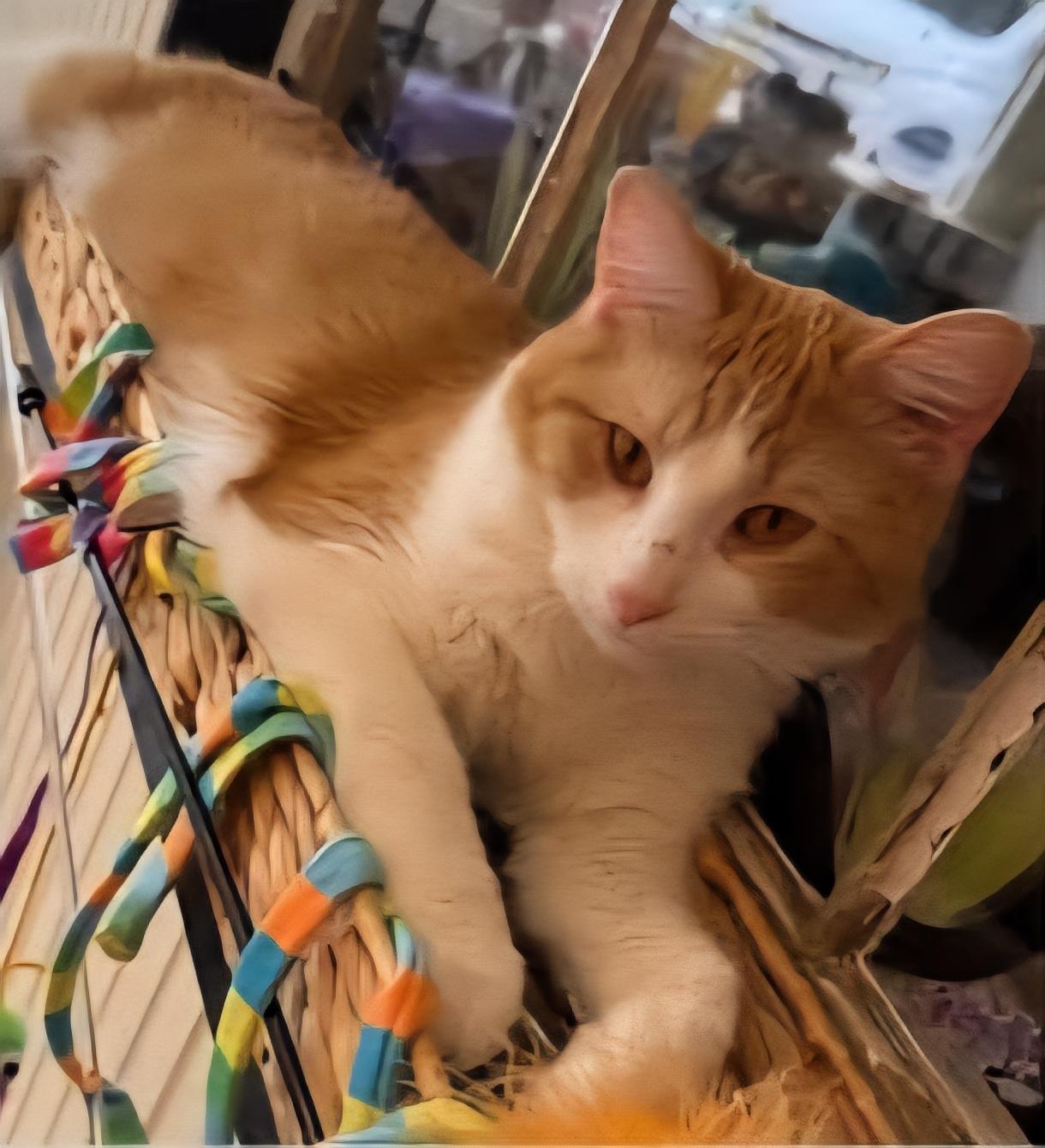 Ferdinand, a Adoptable Domestic Short Hair in Reeseville, WI image 3/4