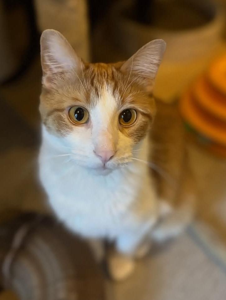 Ferdinand, Adoptable, Young Male Domestic Short Hair.