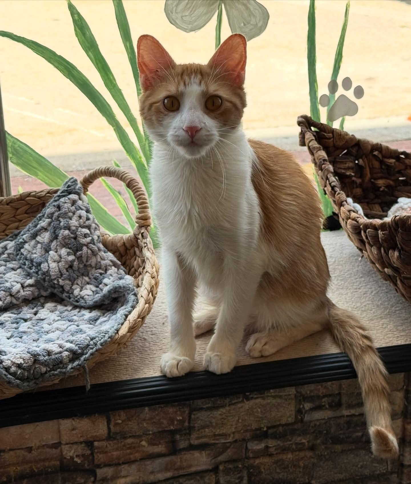 Ferdinand, Adoptable, Young Male Domestic Short Hair.