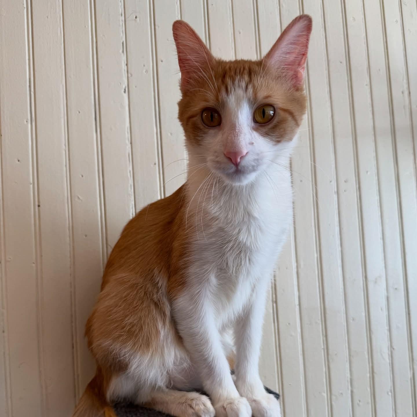 Ferdinand, a Adoptable Domestic Short Hair in Reeseville, WI image 4/4