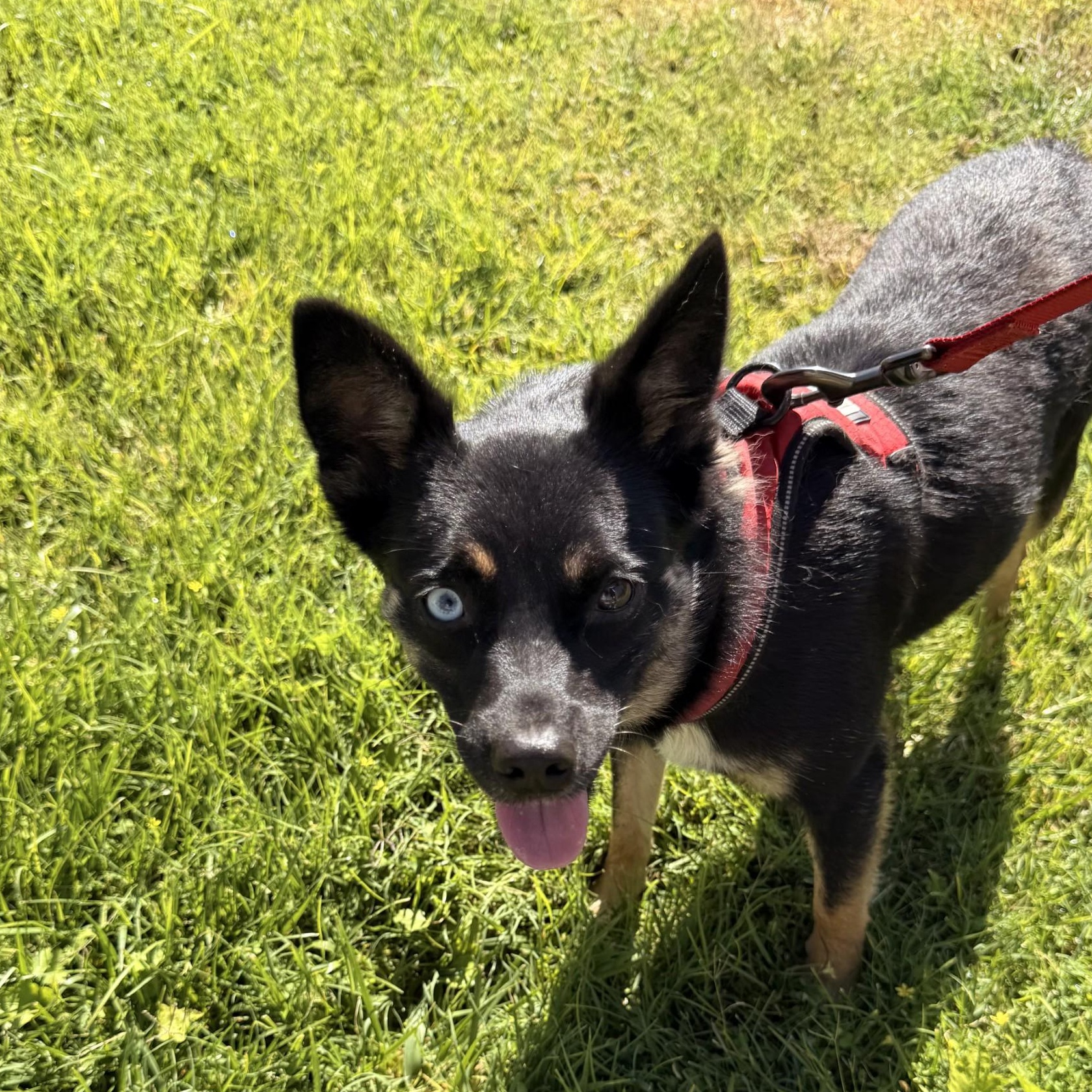 Velma, an adopted mixed breed in modesto, CA image 3/6
