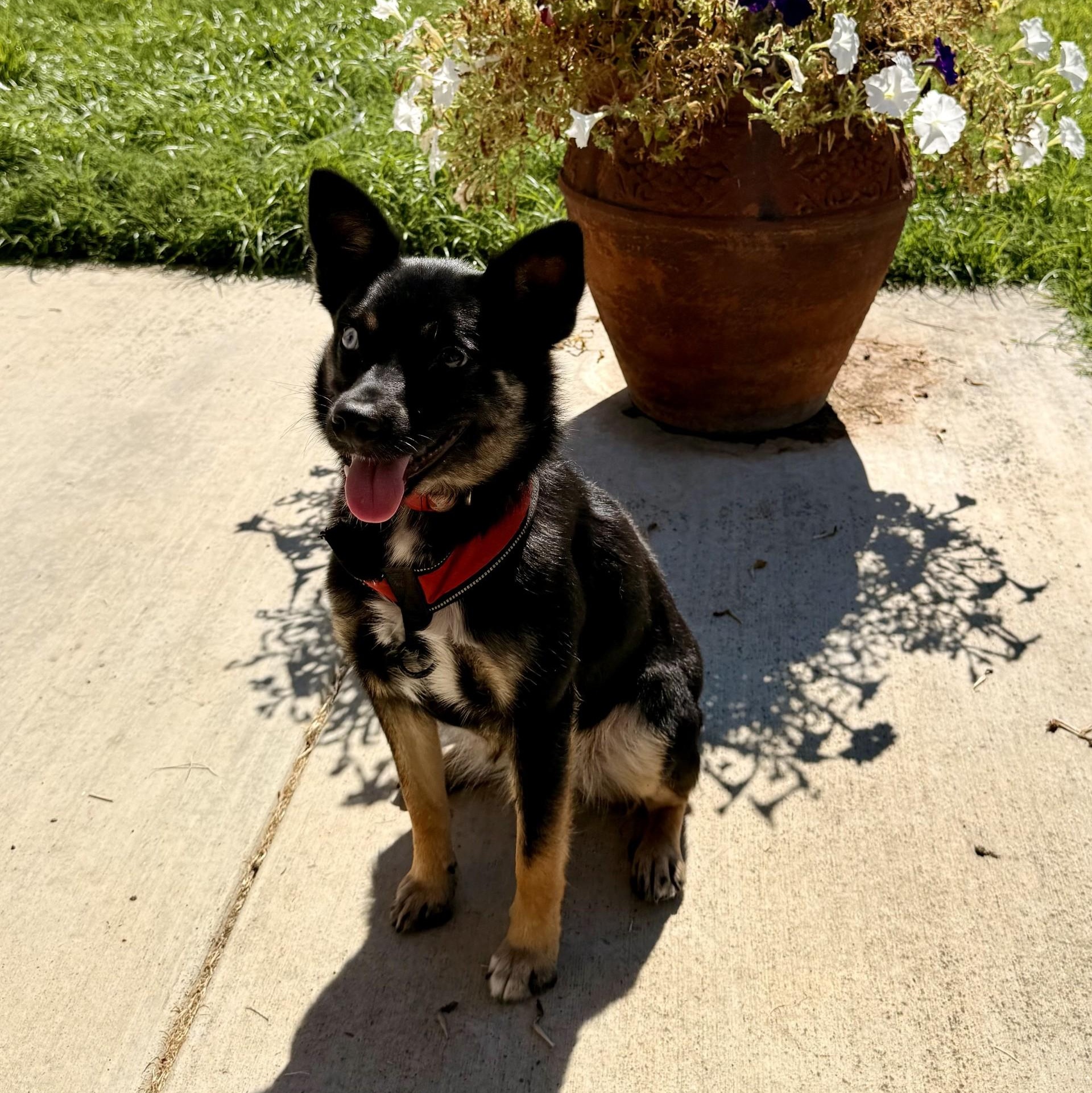 Velma, an adopted mixed breed in modesto, CA image 1/6