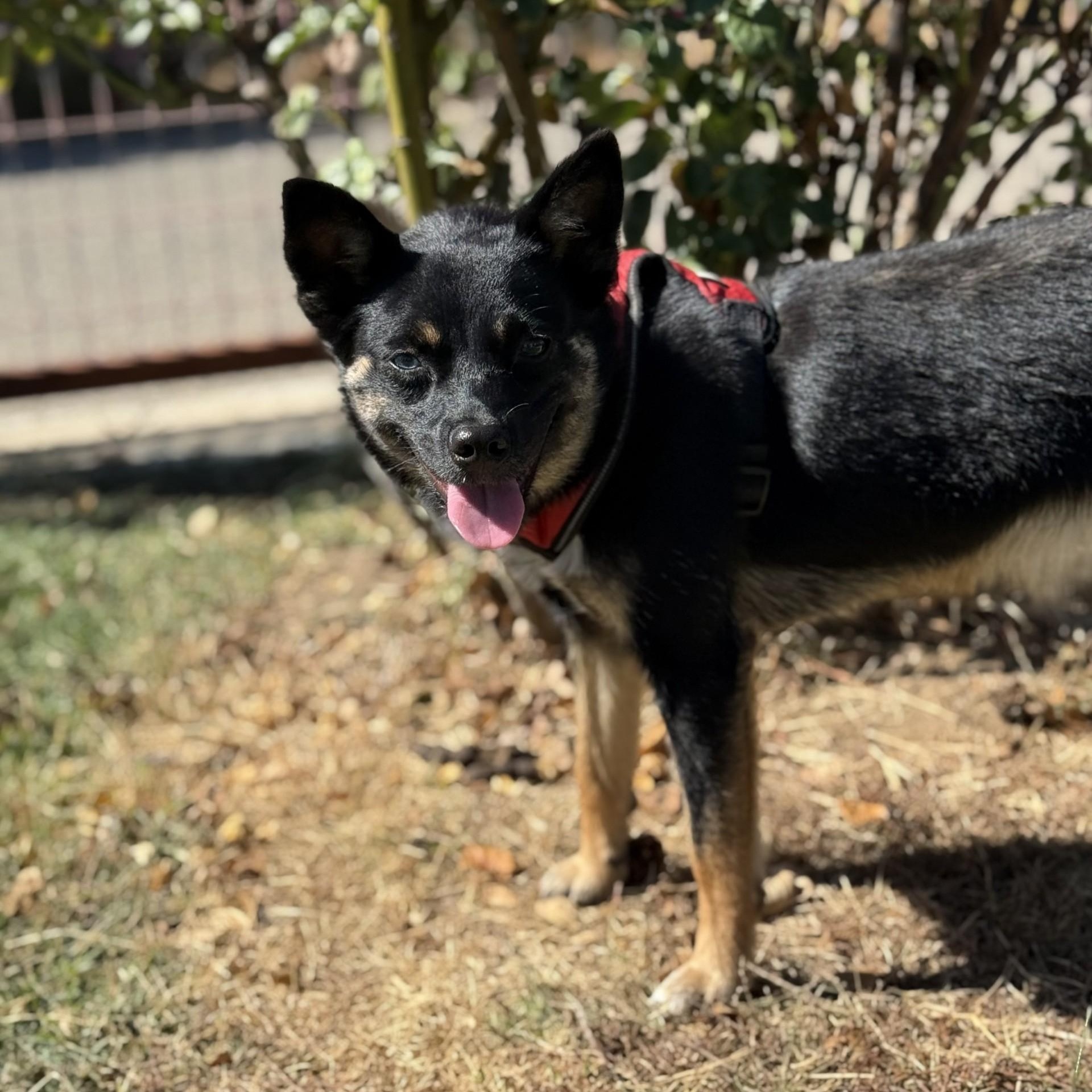 Velma, an adopted mixed breed in modesto, CA image 5/6