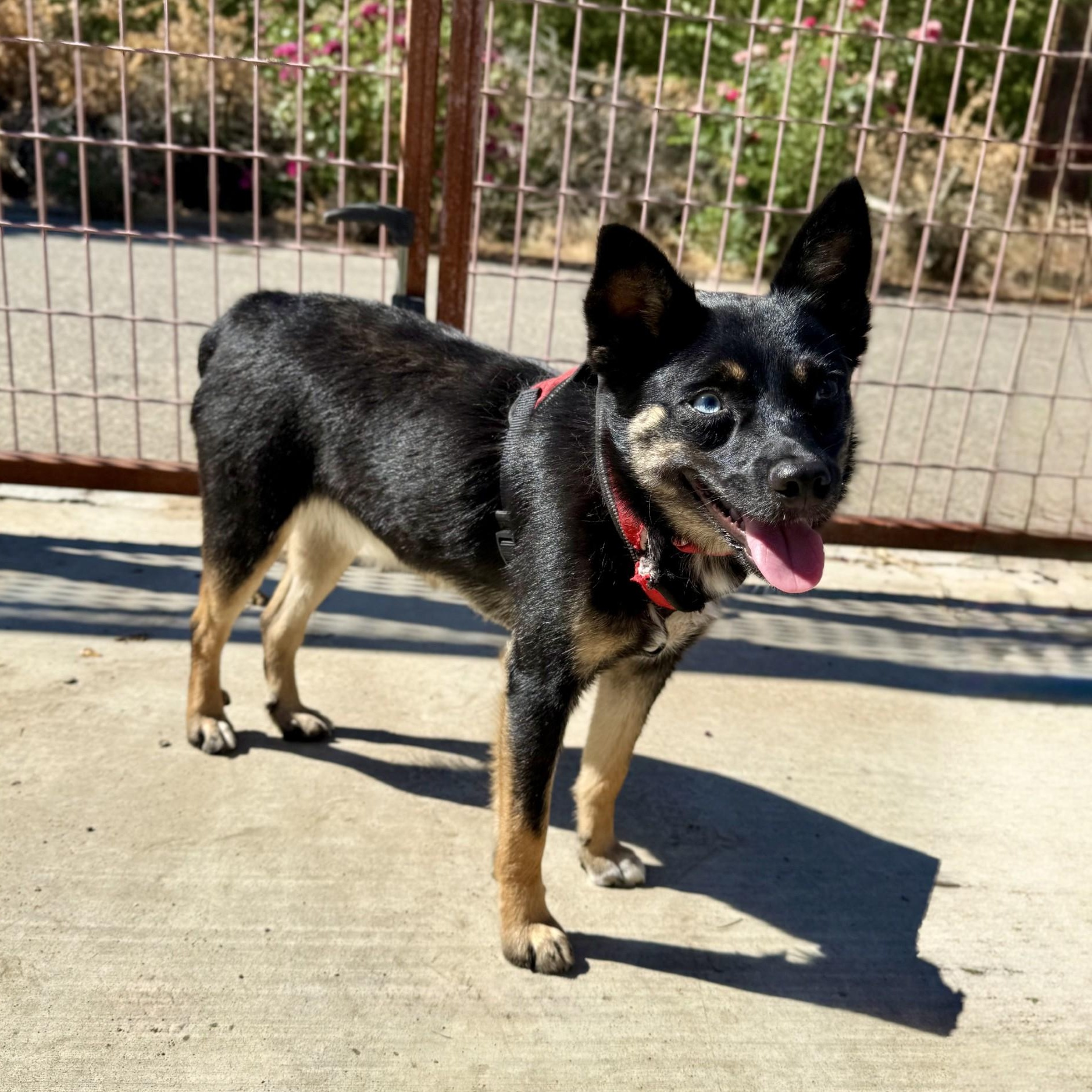 Velma, an adopted mixed breed in modesto, CA image 2/6