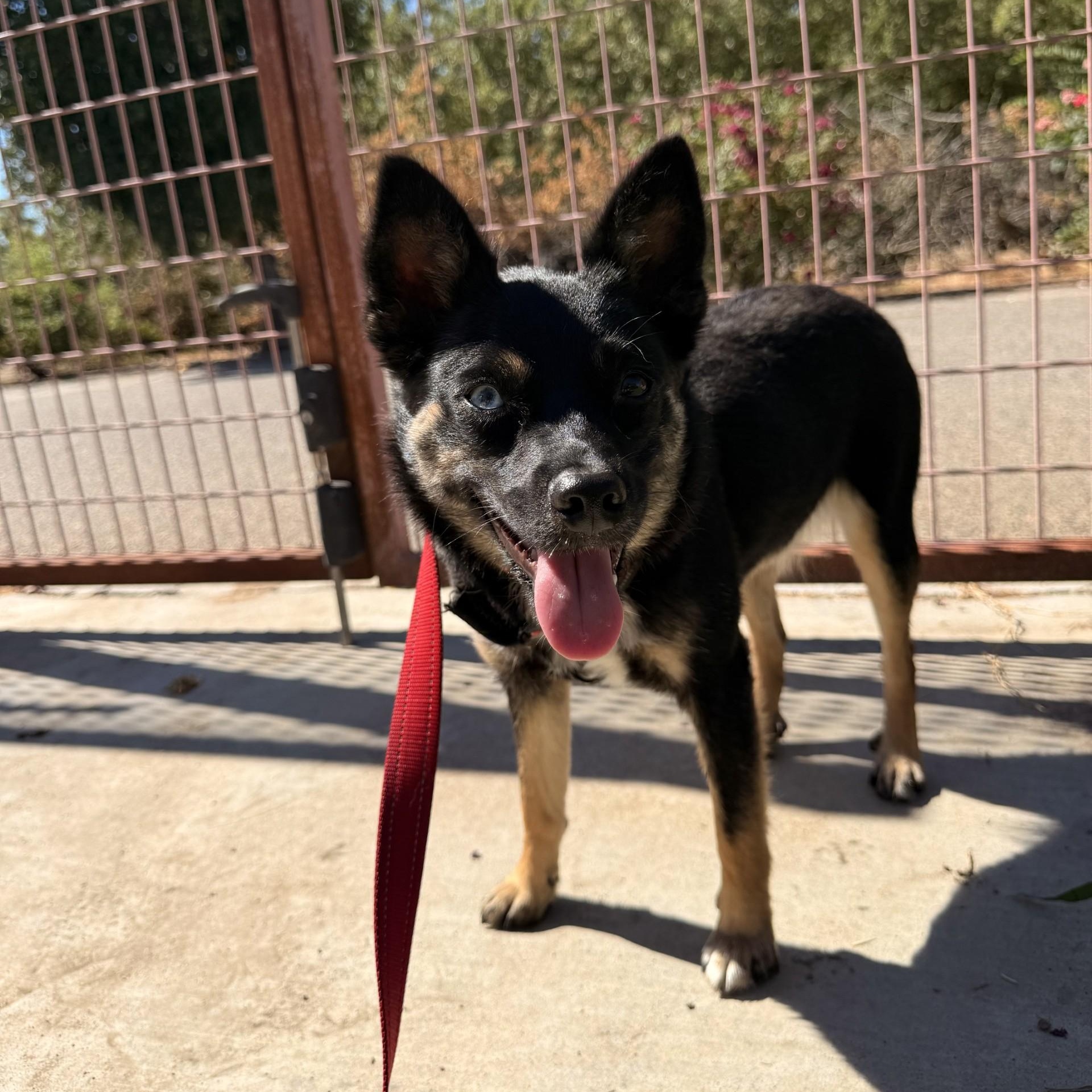 Velma, an adopted mixed breed in modesto, CA image 4/6