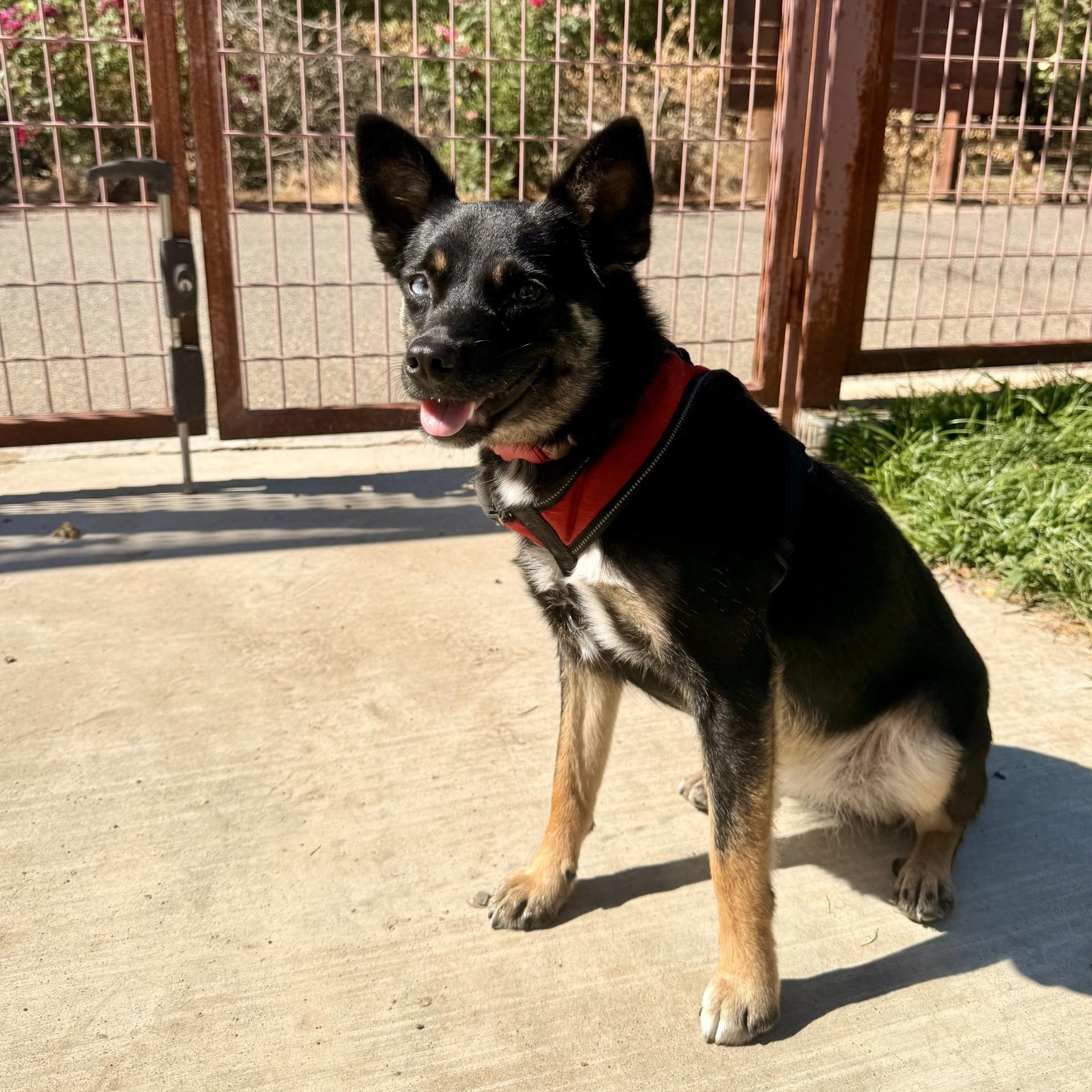 Velma, an adopted mixed breed in modesto, CA image 6/6