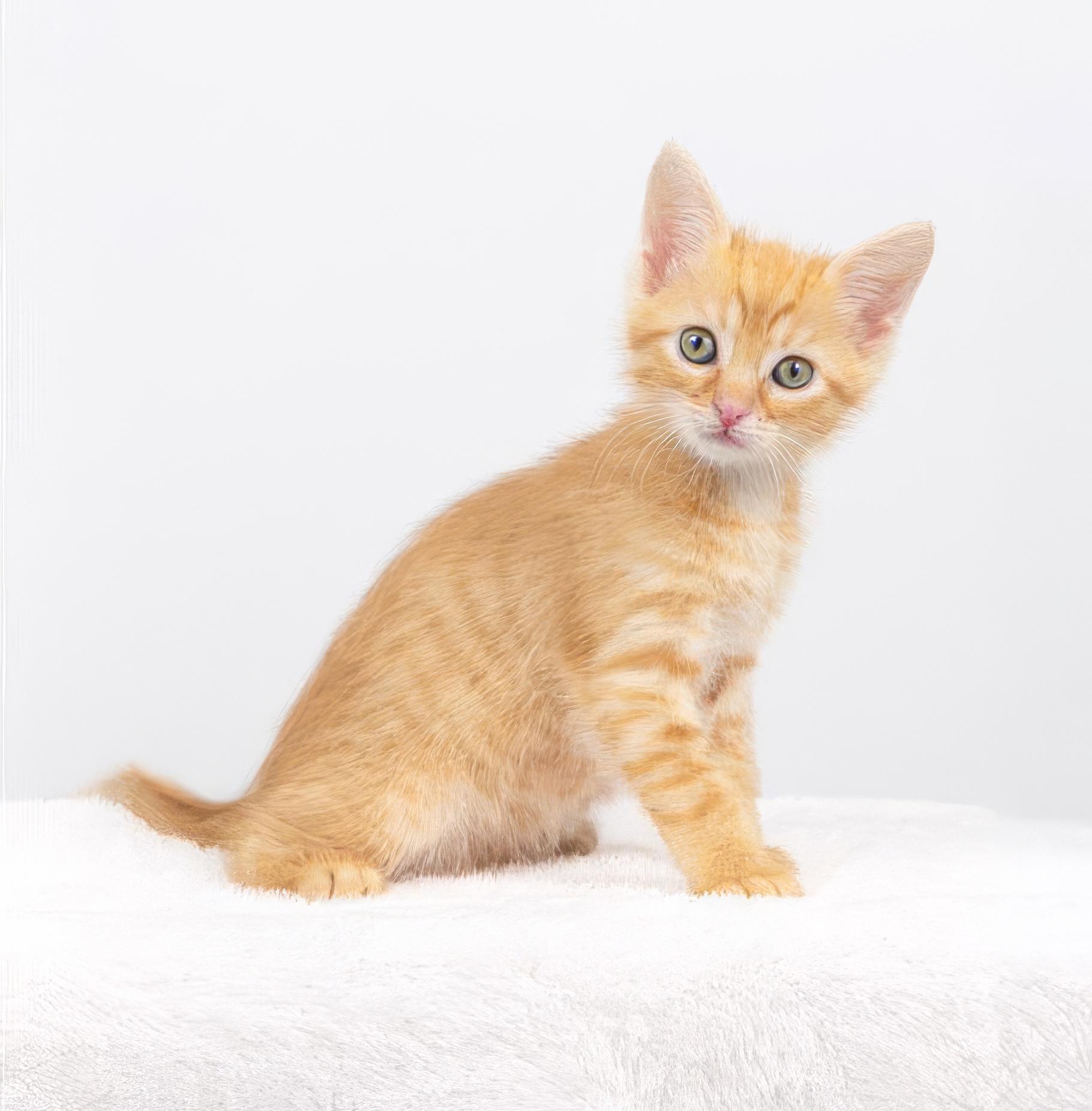 Enlarge Macaroni, a Adopted Domestic Short Hair in Nashville, TN image 1/1