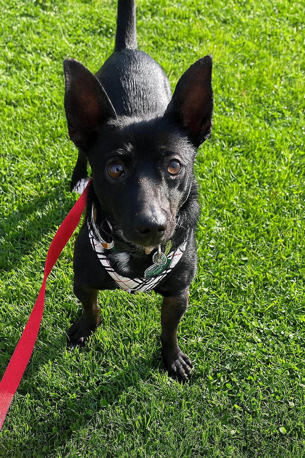 Joey, Adoptable, Young Male Chihuahua & Terrier.