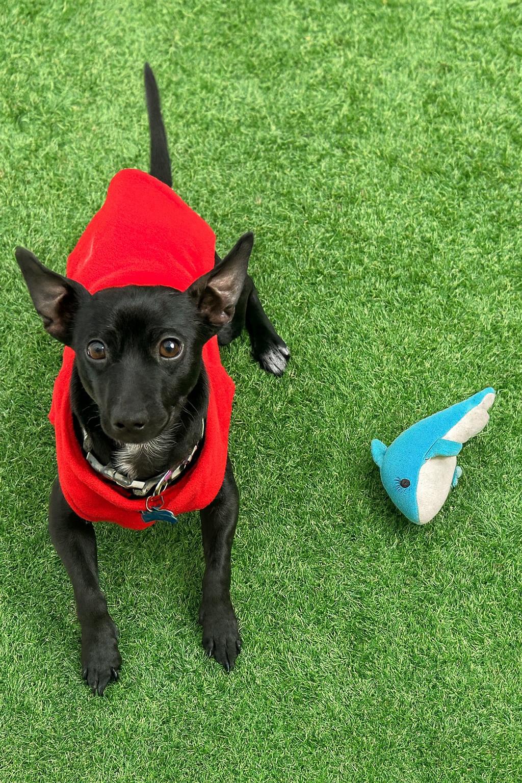 Joey, a Adoptable mixed breed in San Francisco, CA image 3/3