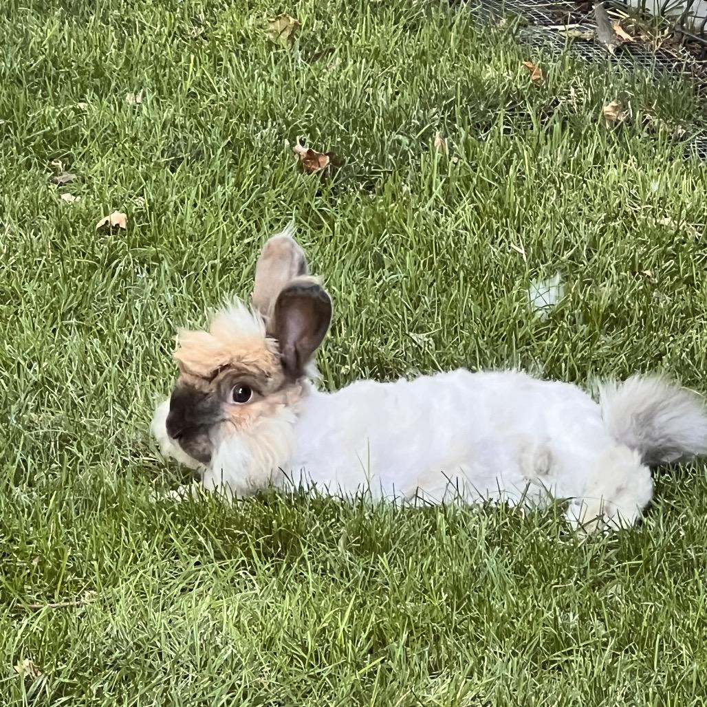 Enlarge Sylvia, a Adoptable Jersey Wooly in Nampa, ID image 1/6