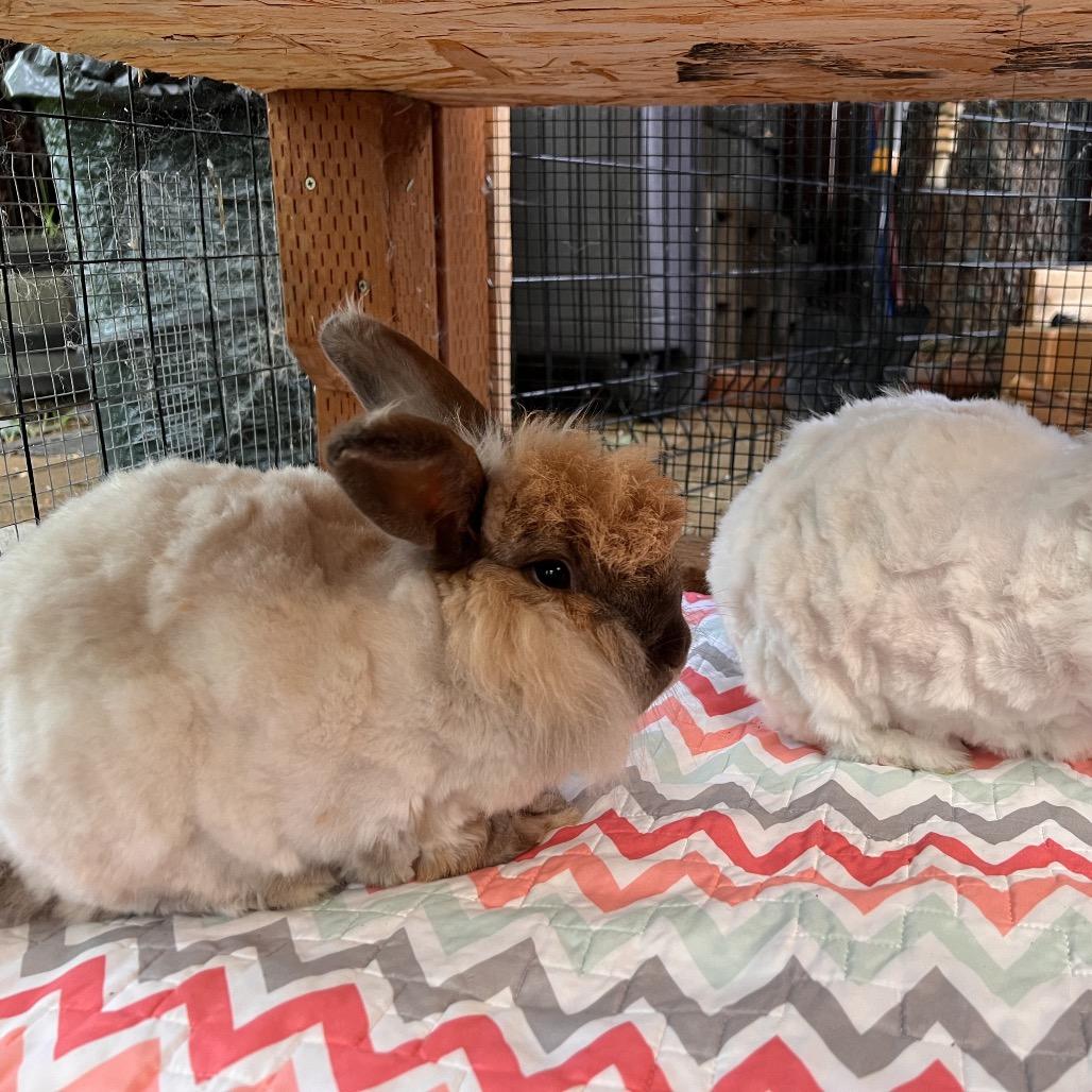 Enlarge Sylvia, a Adoptable Jersey Wooly in Nampa, ID image 2/6