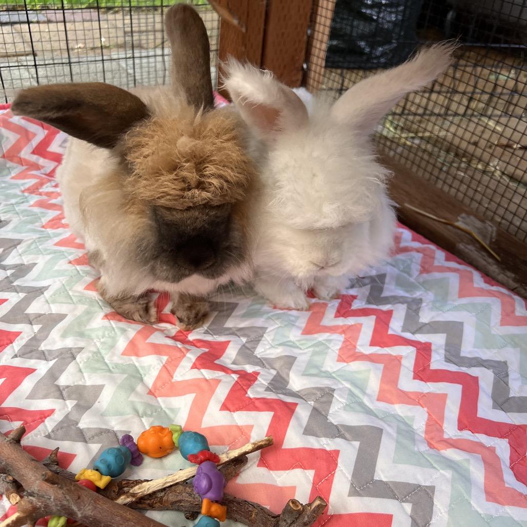 Enlarge Sylvia, a Adoptable Jersey Wooly in Nampa, ID image 3/6