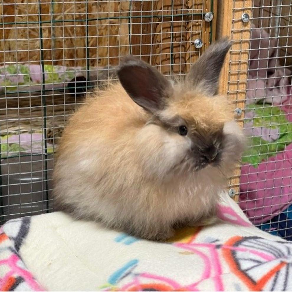Enlarge Sylvia, a Adoptable Jersey Wooly in Nampa, ID image 5/6