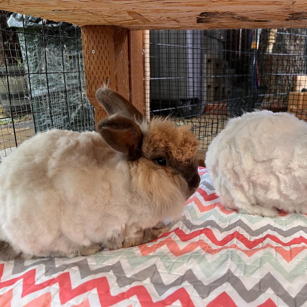 Enlarge Sylvia, a Adoptable Jersey Wooly in Nampa, ID image 6/6