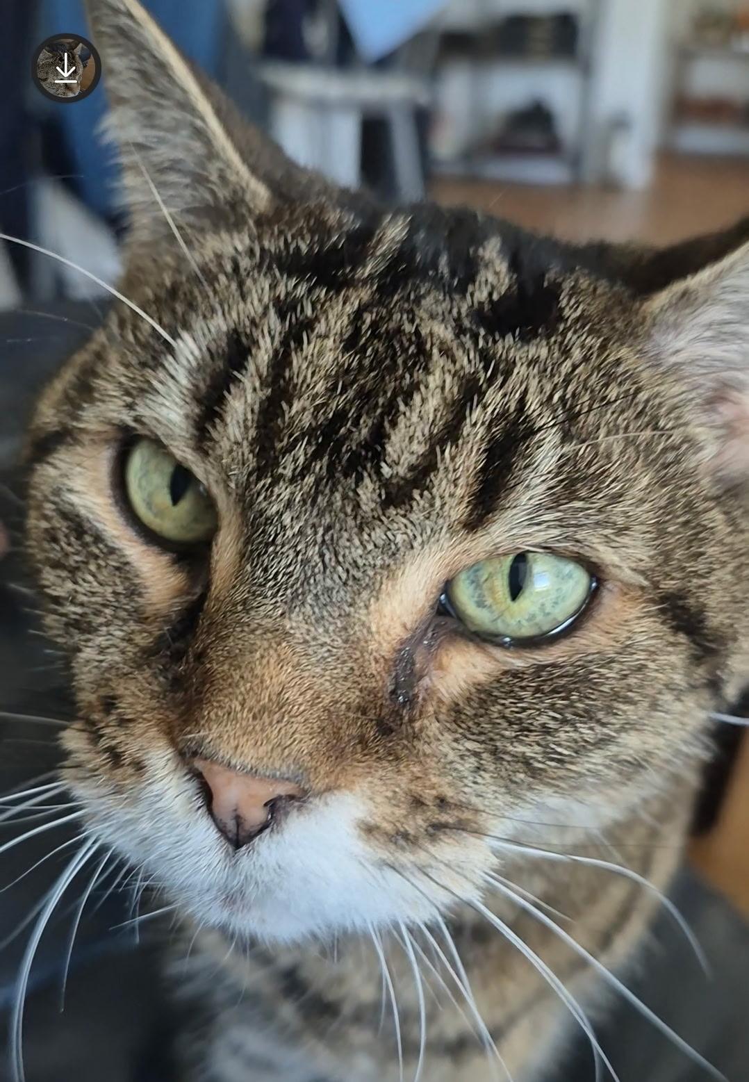 Tasha, a ADOPTABLE Domestic Short Hair in Colonia, NJ image 1/3