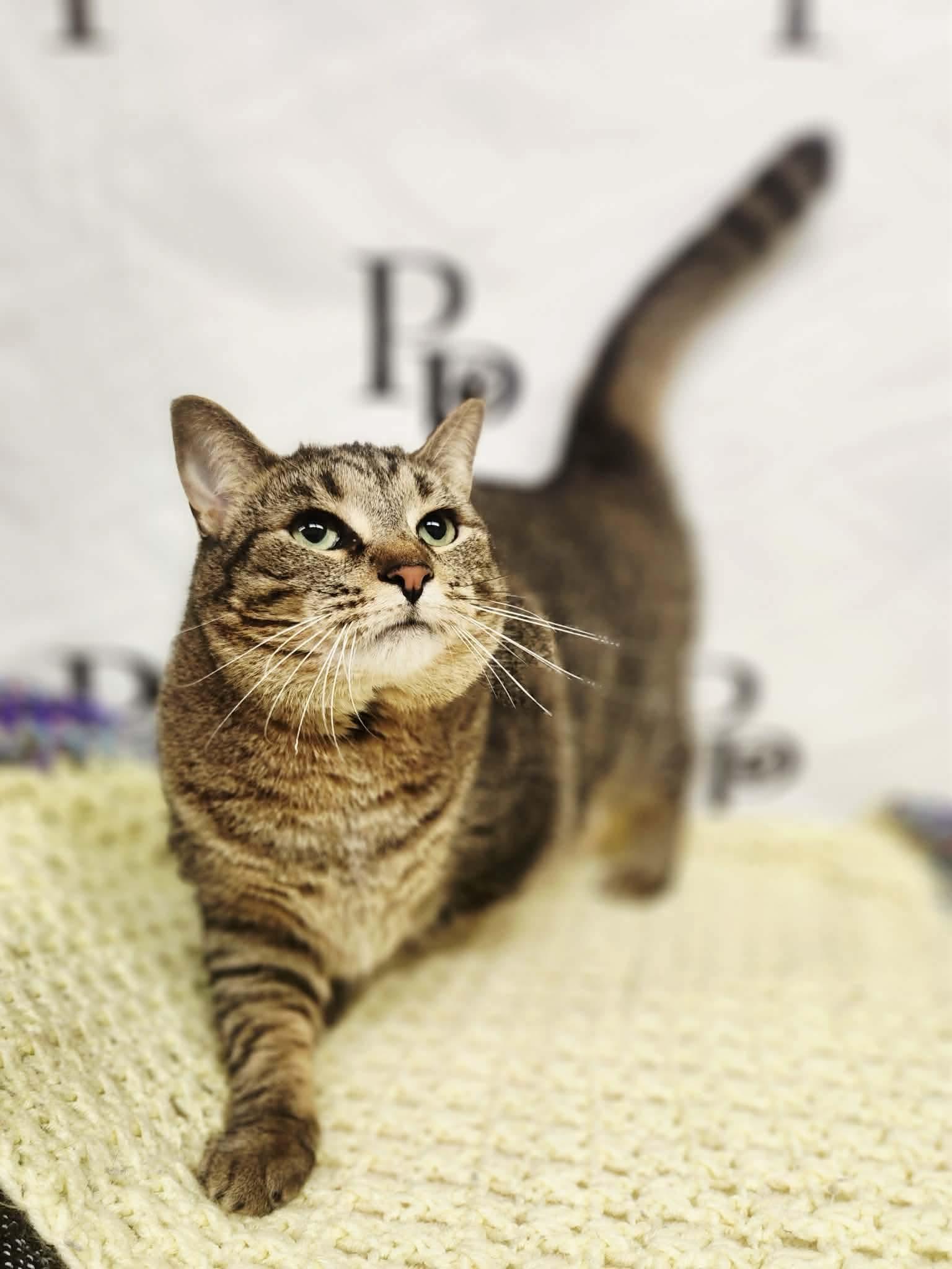 Binky, Adoptable, Adult Male Domestic Short Hair.