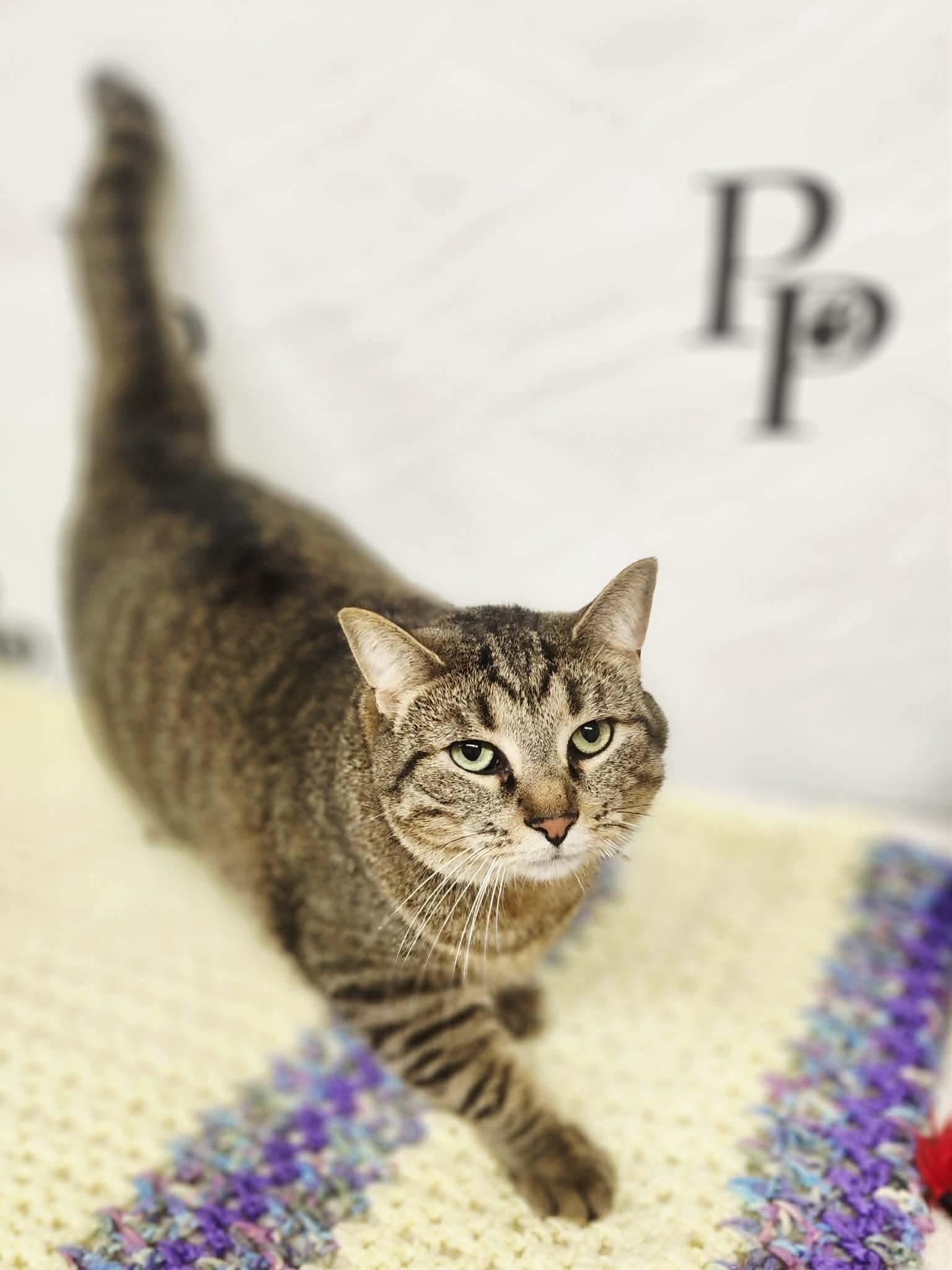 Enlarge Binky, a Adoptable Domestic Short Hair in Social Circle, GA image 2/3
