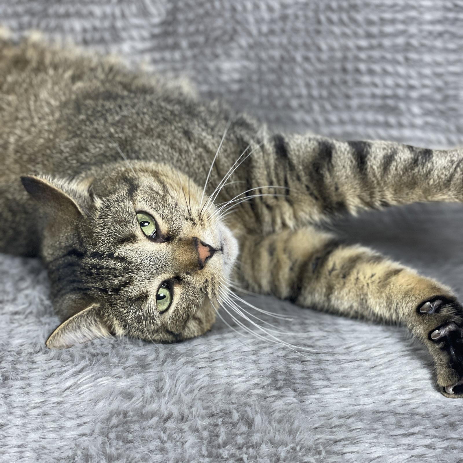Binky - Andrea foster, Adoptable, Adult Male Domestic Short Hair.