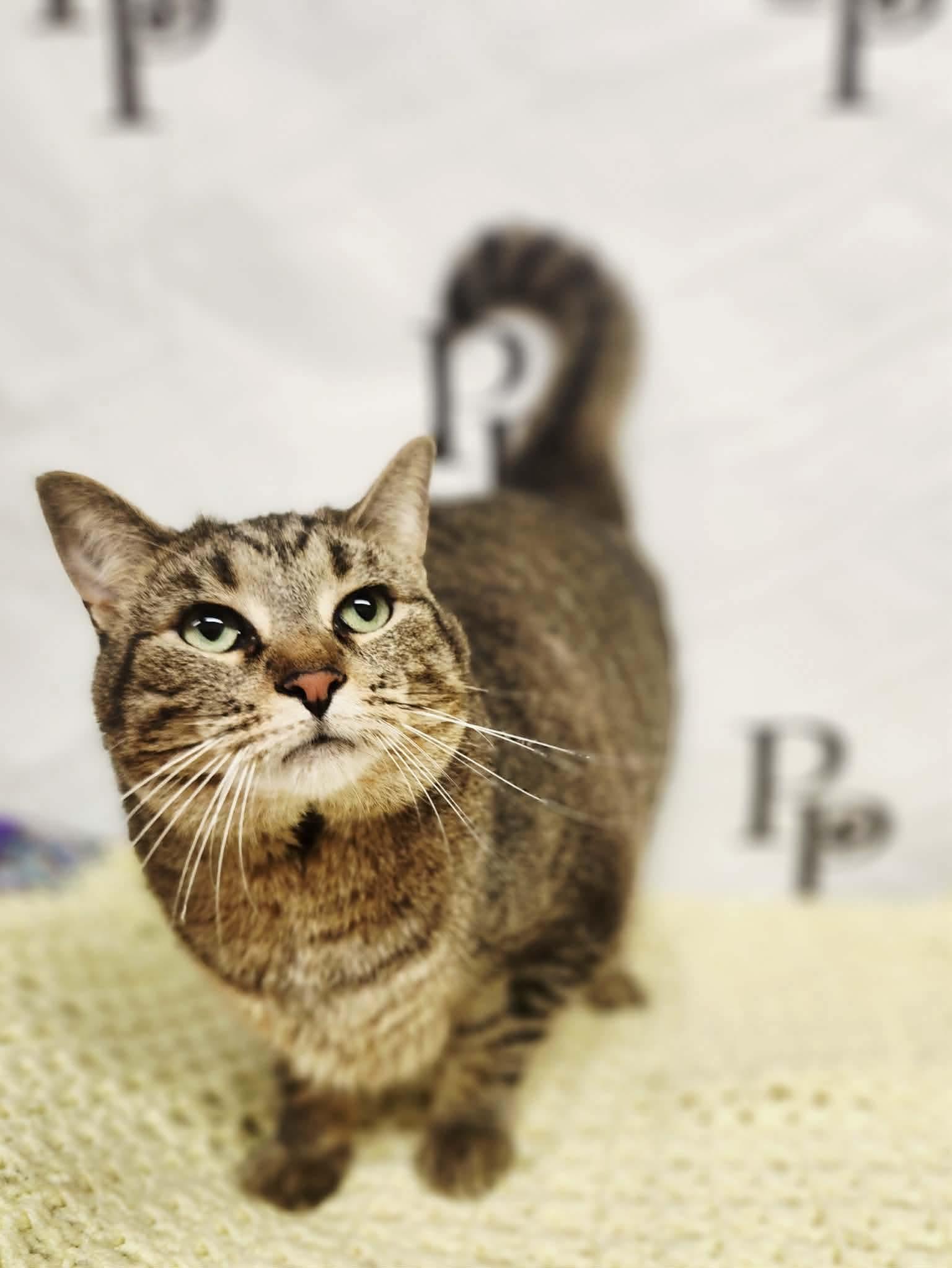 Enlarge Binky, a Adoptable Domestic Short Hair in Social Circle, GA image 3/3