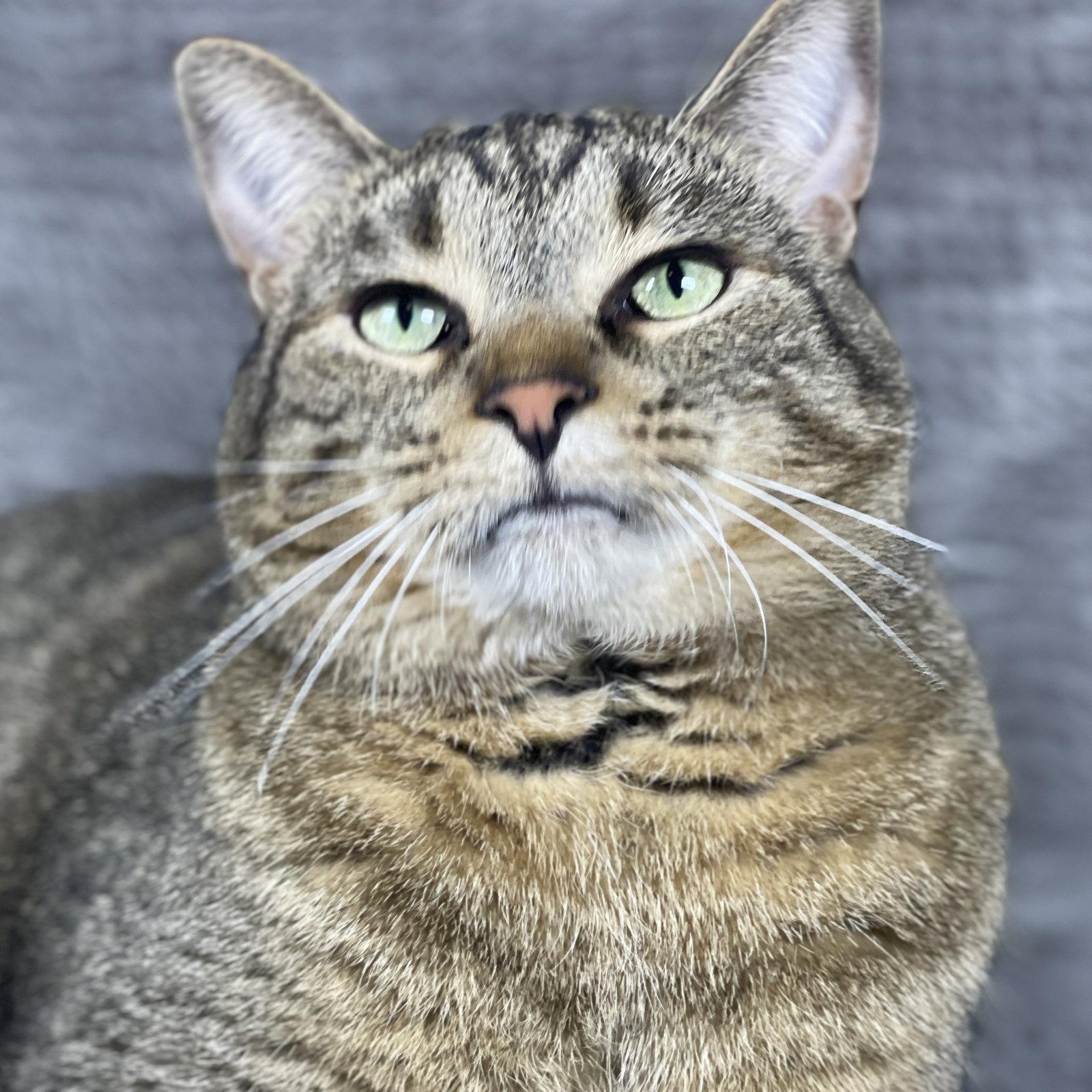 Binky - Andrea foster, a Adoptable Domestic Short Hair in Social Circle, GA image 2/3