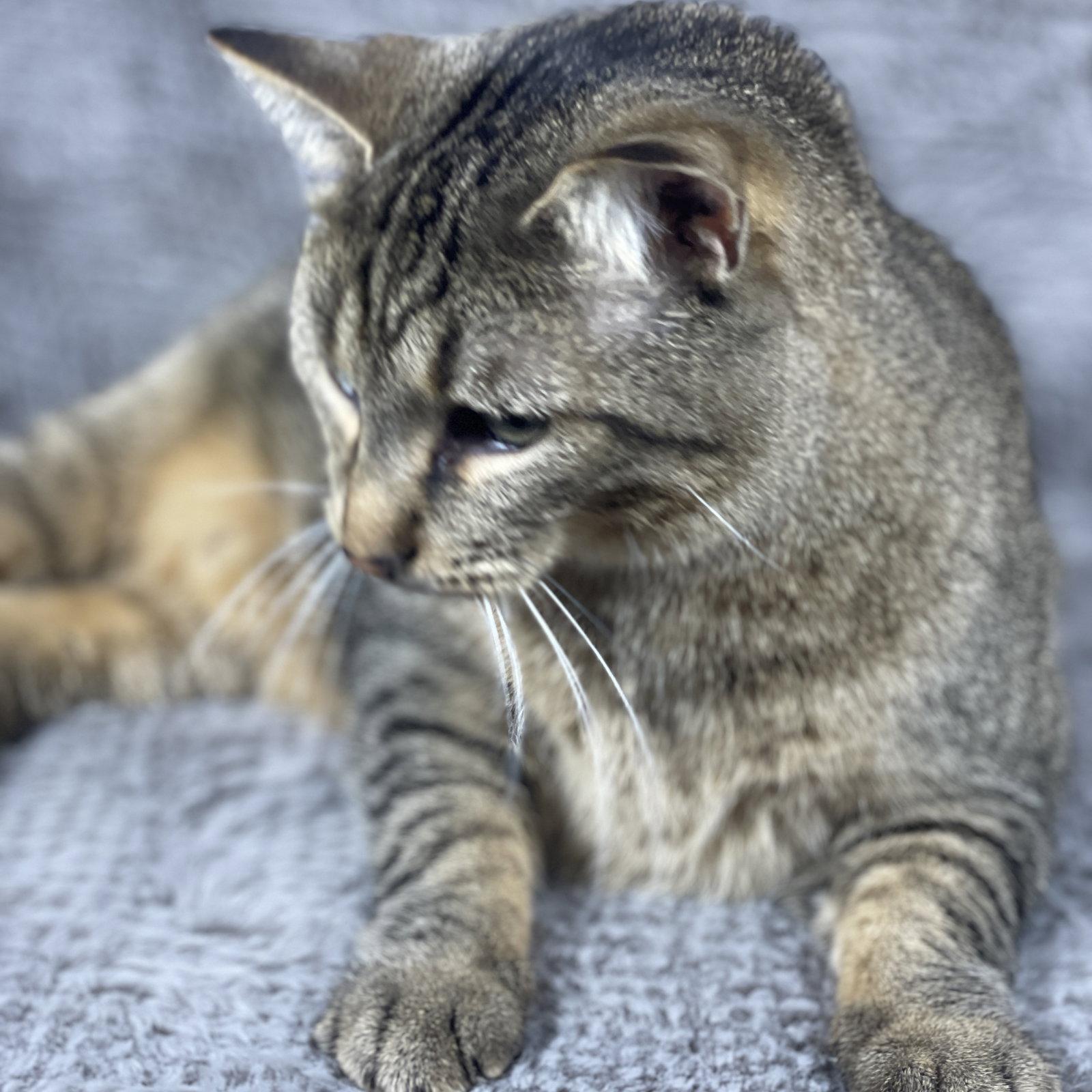 Binky - Andrea foster, a Adoptable Domestic Short Hair in Social Circle, GA image 3/3