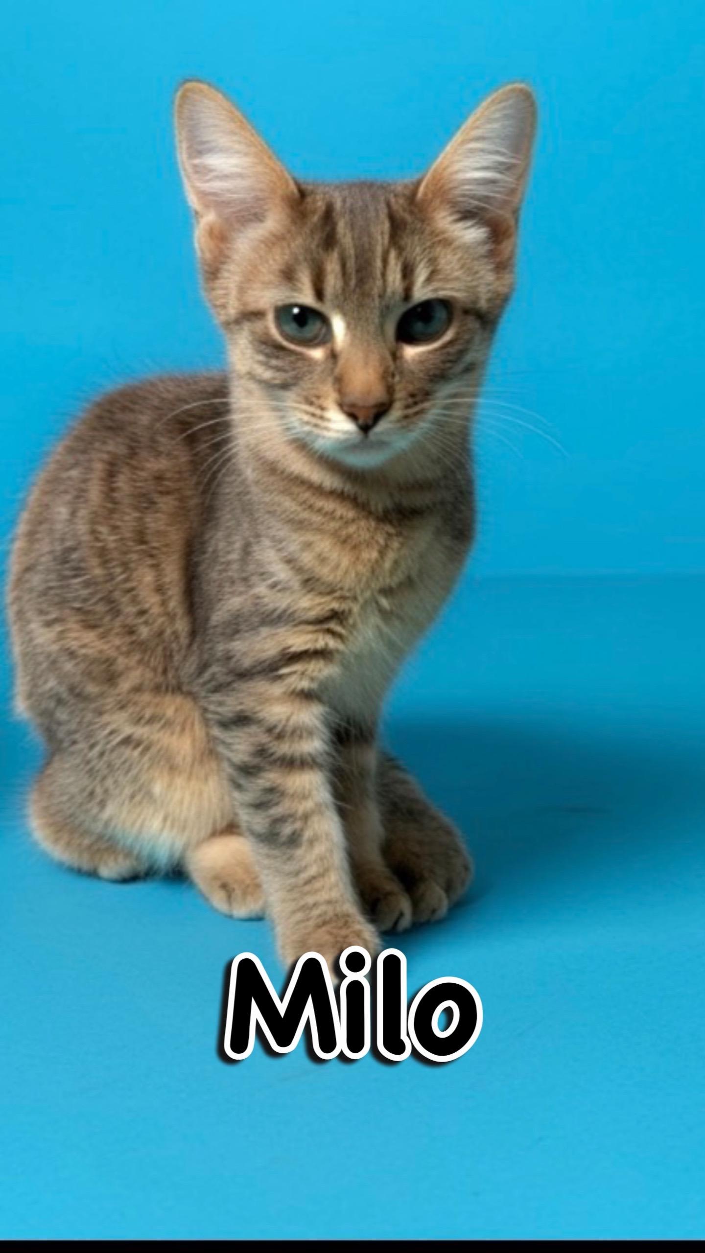 Milo, Adoptable, Kitten Male Domestic Short Hair.