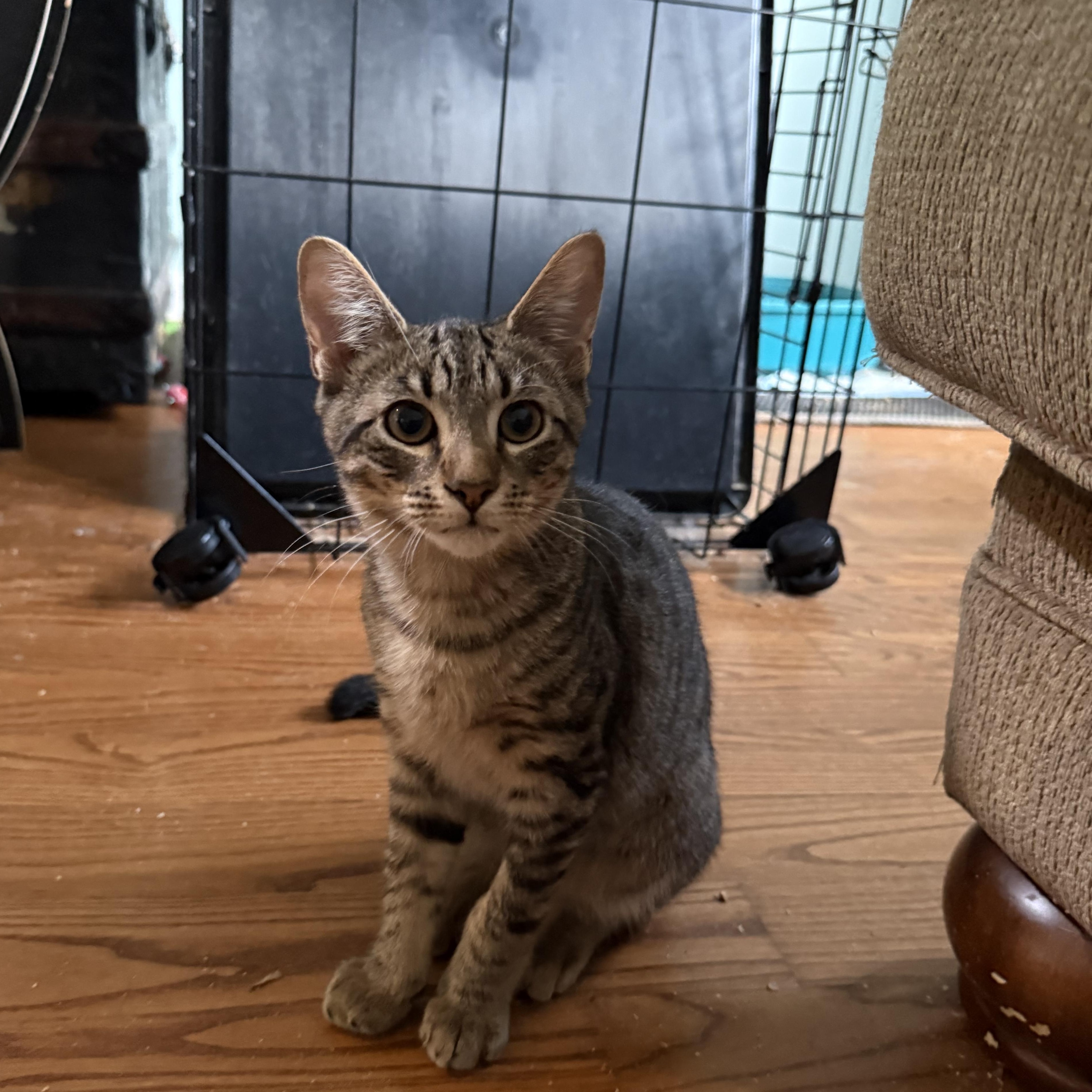 Enlarge Milo, a Adoptable Domestic Short Hair in Syosset, NY image 4/5