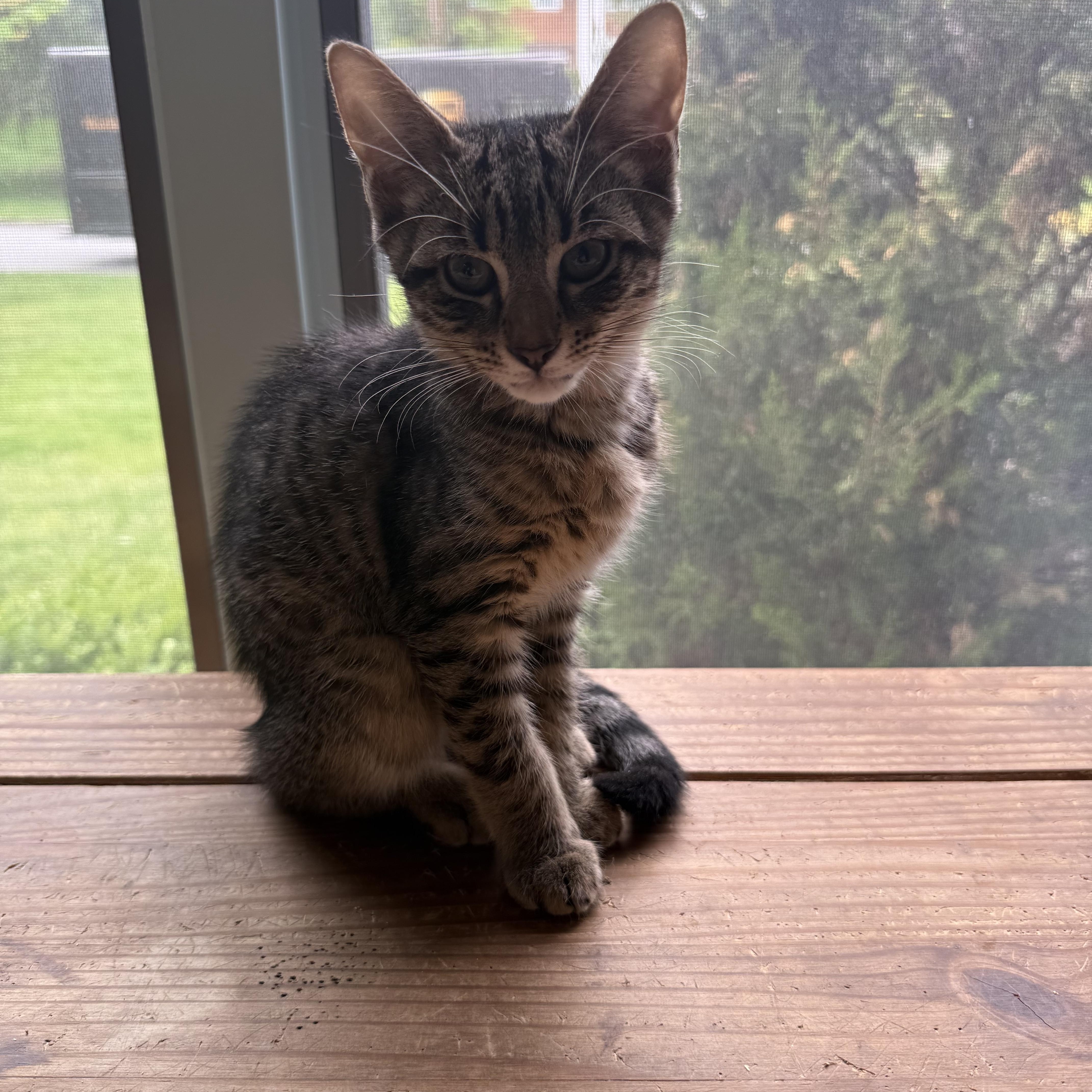 Enlarge Milo, a Adoptable Domestic Short Hair in Syosset, NY image 3/5