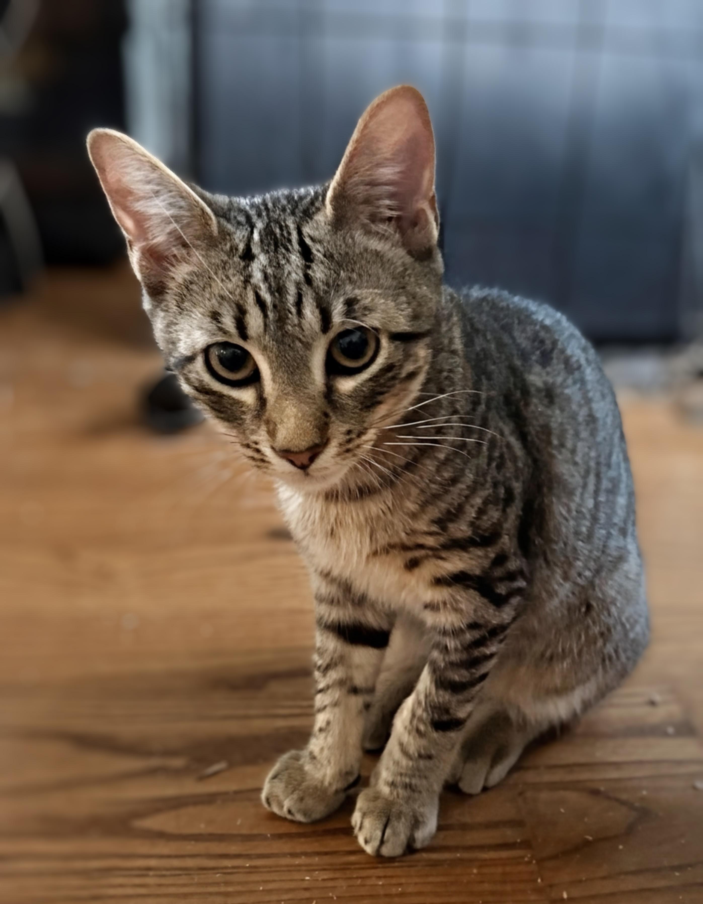 Enlarge Milo, a Adoptable Domestic Short Hair in Syosset, NY image 2/5