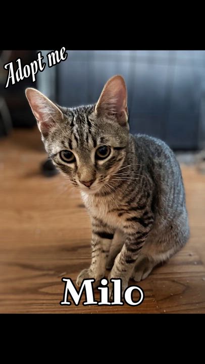 Enlarge Milo, a Adoptable Domestic Short Hair in Syosset, NY video 5/5