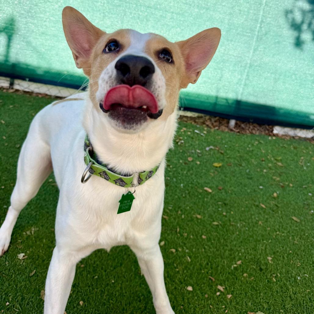 Tofu, Adoptable, Adult Male Labrador Retriever.