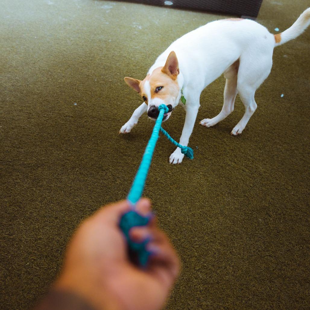 Enlarge Tofu, a Adoptable Labrador Retriever in San Diego, CA image 2/6