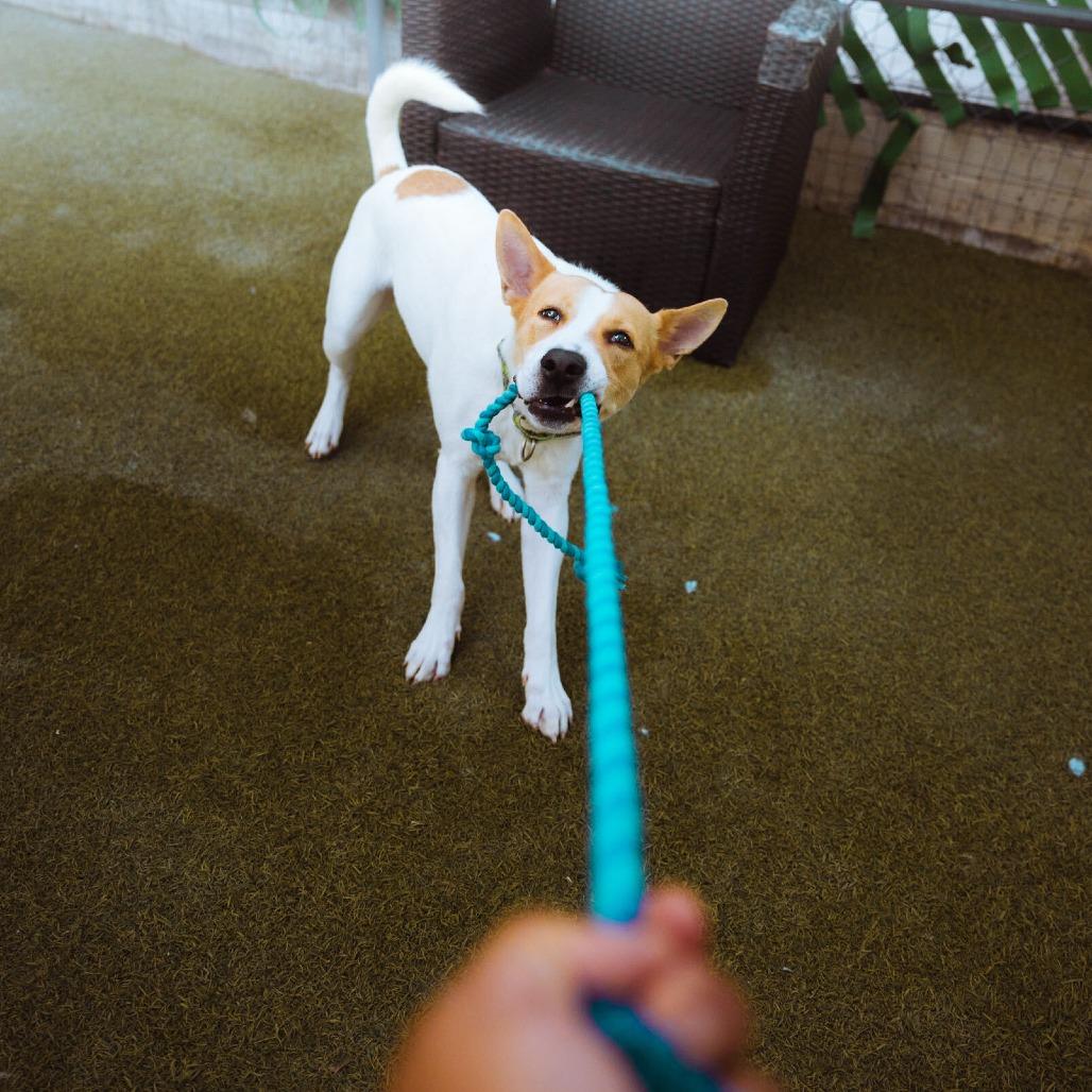 Enlarge Tofu, a Adoptable Labrador Retriever in San Diego, CA image 3/6