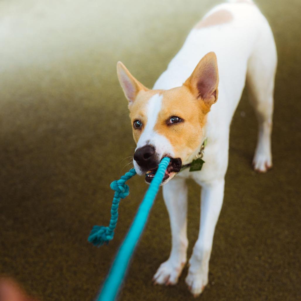 Enlarge Tofu, a Adoptable Labrador Retriever in San Diego, CA image 5/6