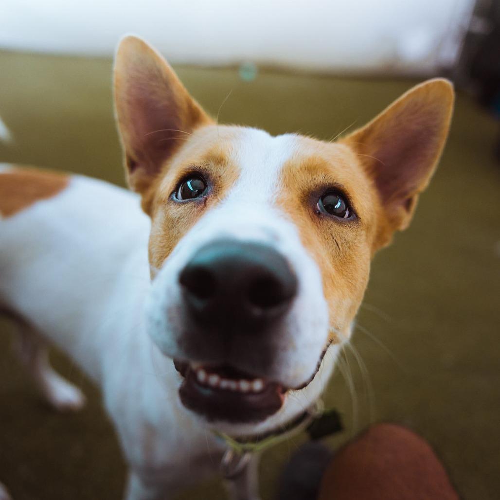 Enlarge Tofu, a Adoptable Labrador Retriever in San Diego, CA image 6/6