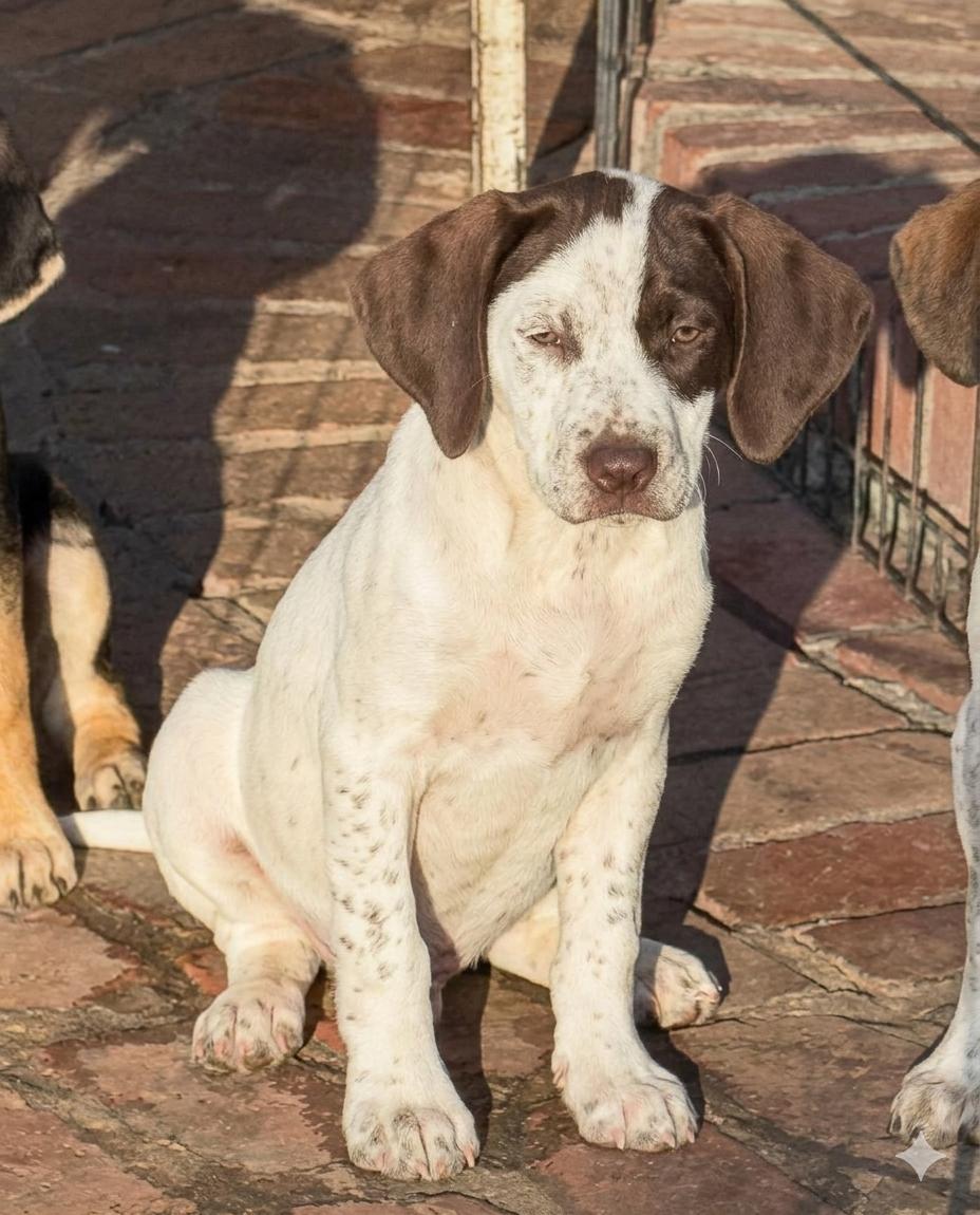 CHARLIE, ADOPTABLE, Puppy Male Labrador Retriever & Hound.