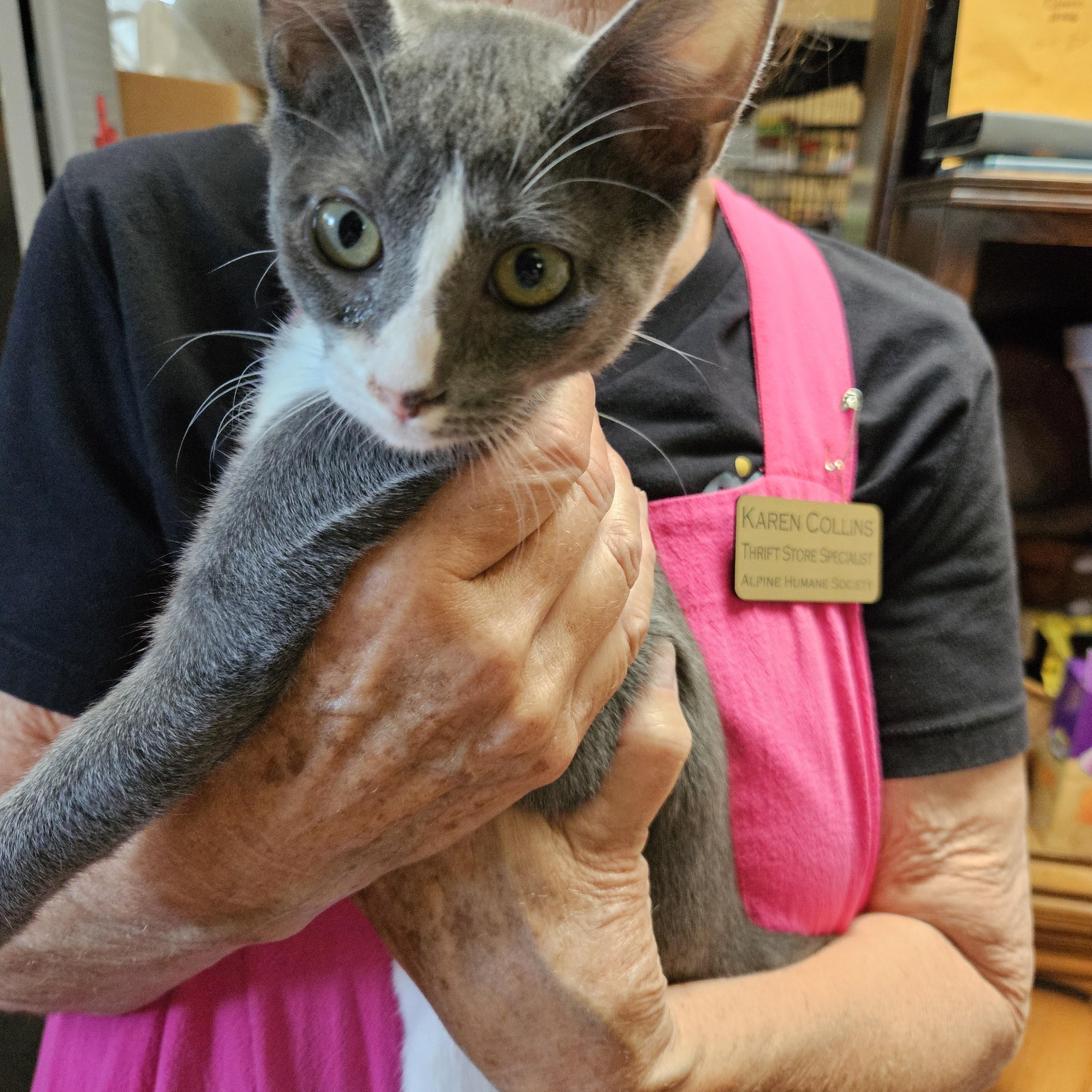 Gideon, ADOPTABLE, Young Male Domestic Short Hair.
