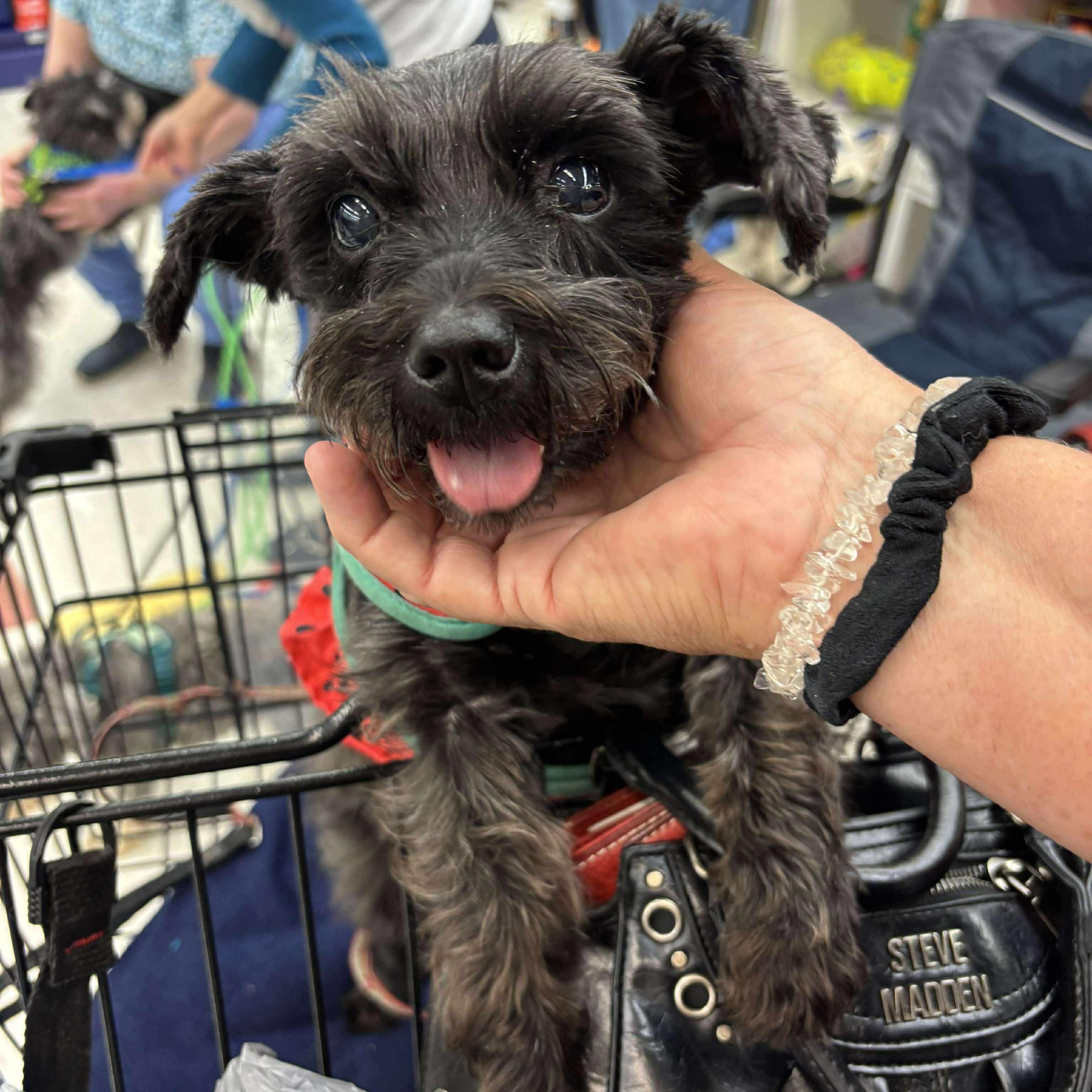 Marceline (Marci), a Adoptable Miniature Schnauzer in Homer Glen, IL image 2/5