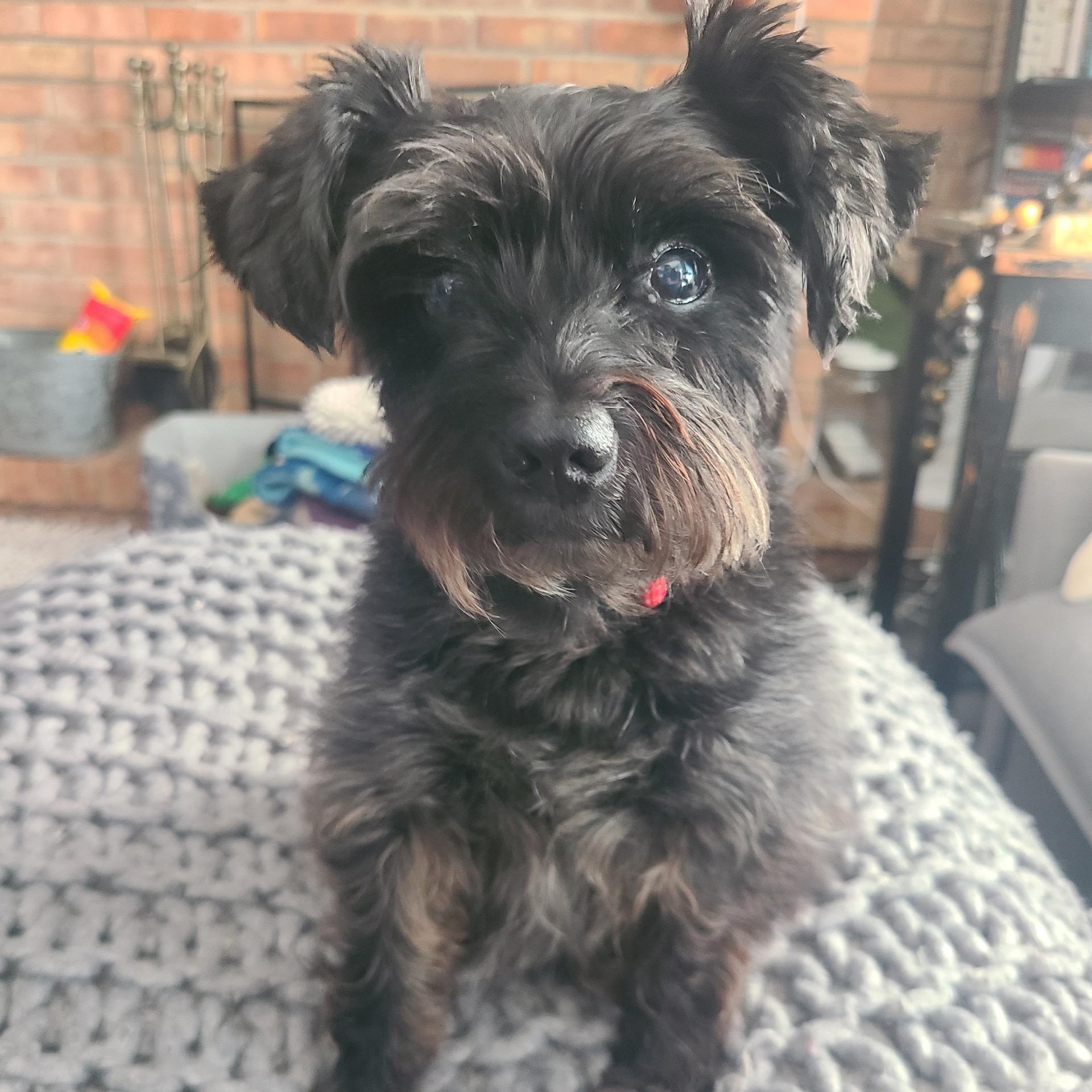 Marceline (Marci), a Adoptable Miniature Schnauzer in Homer Glen, IL image 3/5