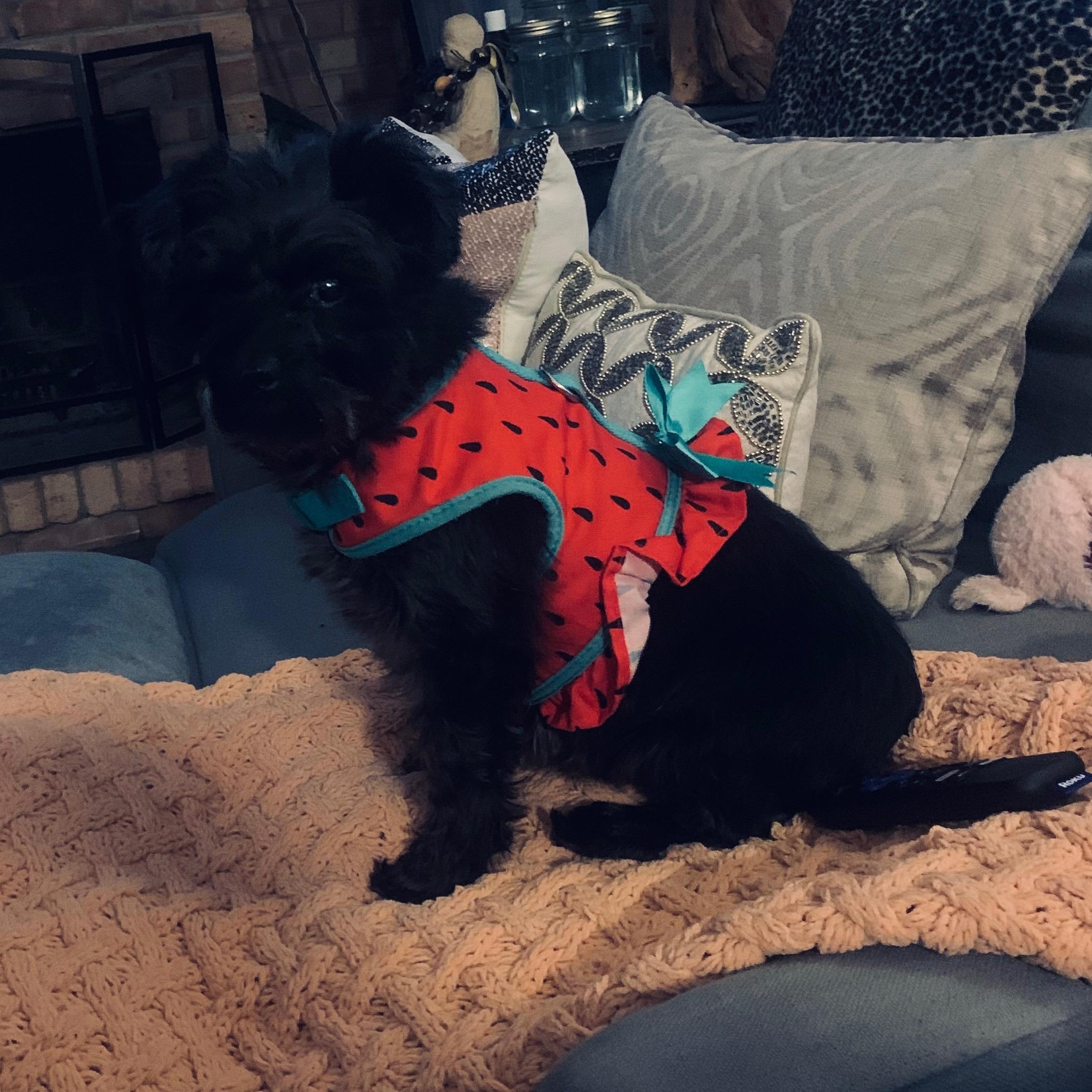 Marceline (Marci), a Adoptable Miniature Schnauzer in Homer Glen, IL image 5/5