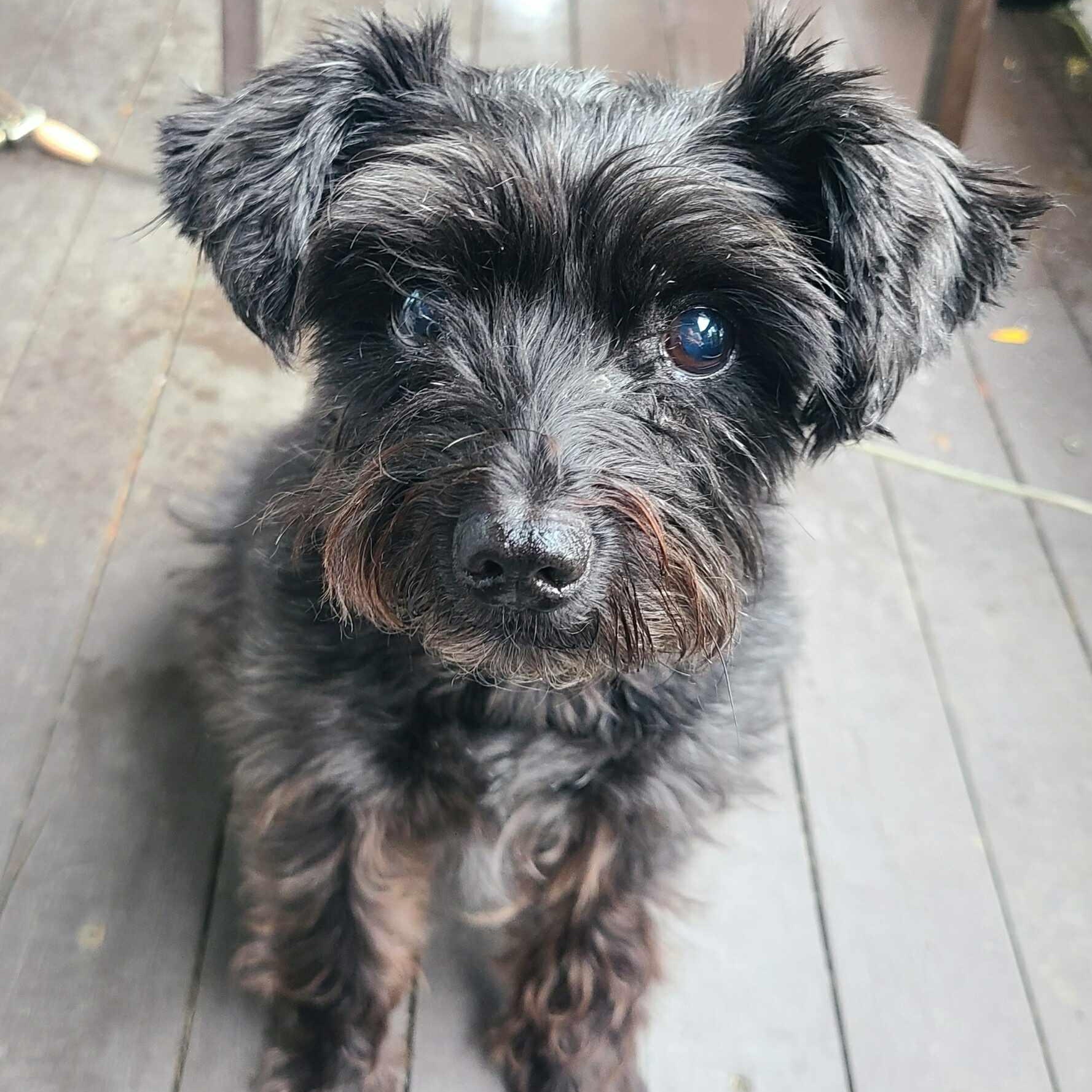 Marceline (Marci), Adoptable, Senior Female Miniature Schnauzer.